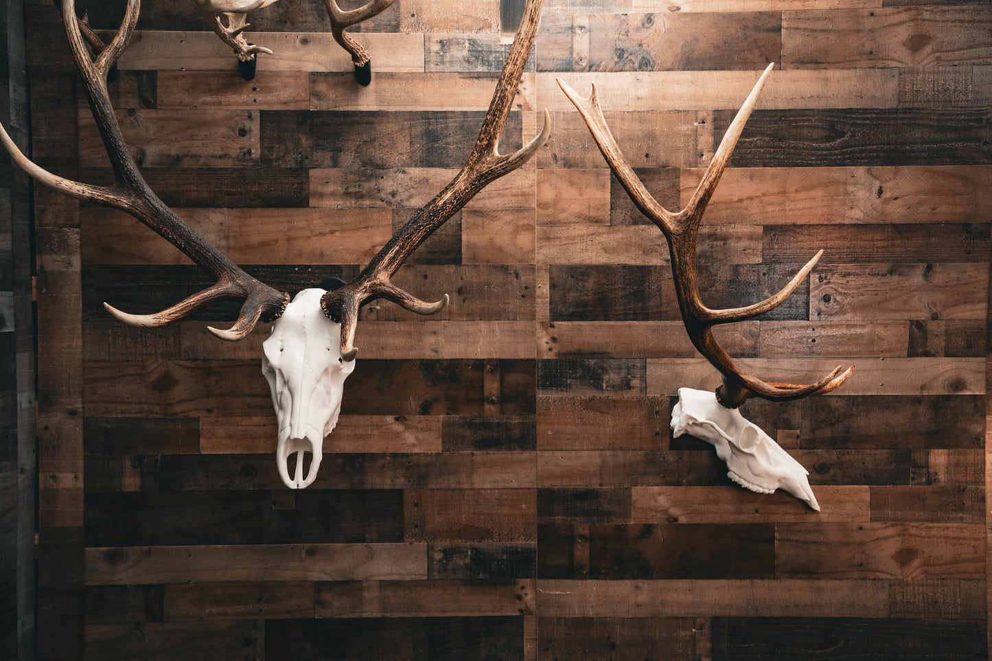 Elk Skull - Replica Mount