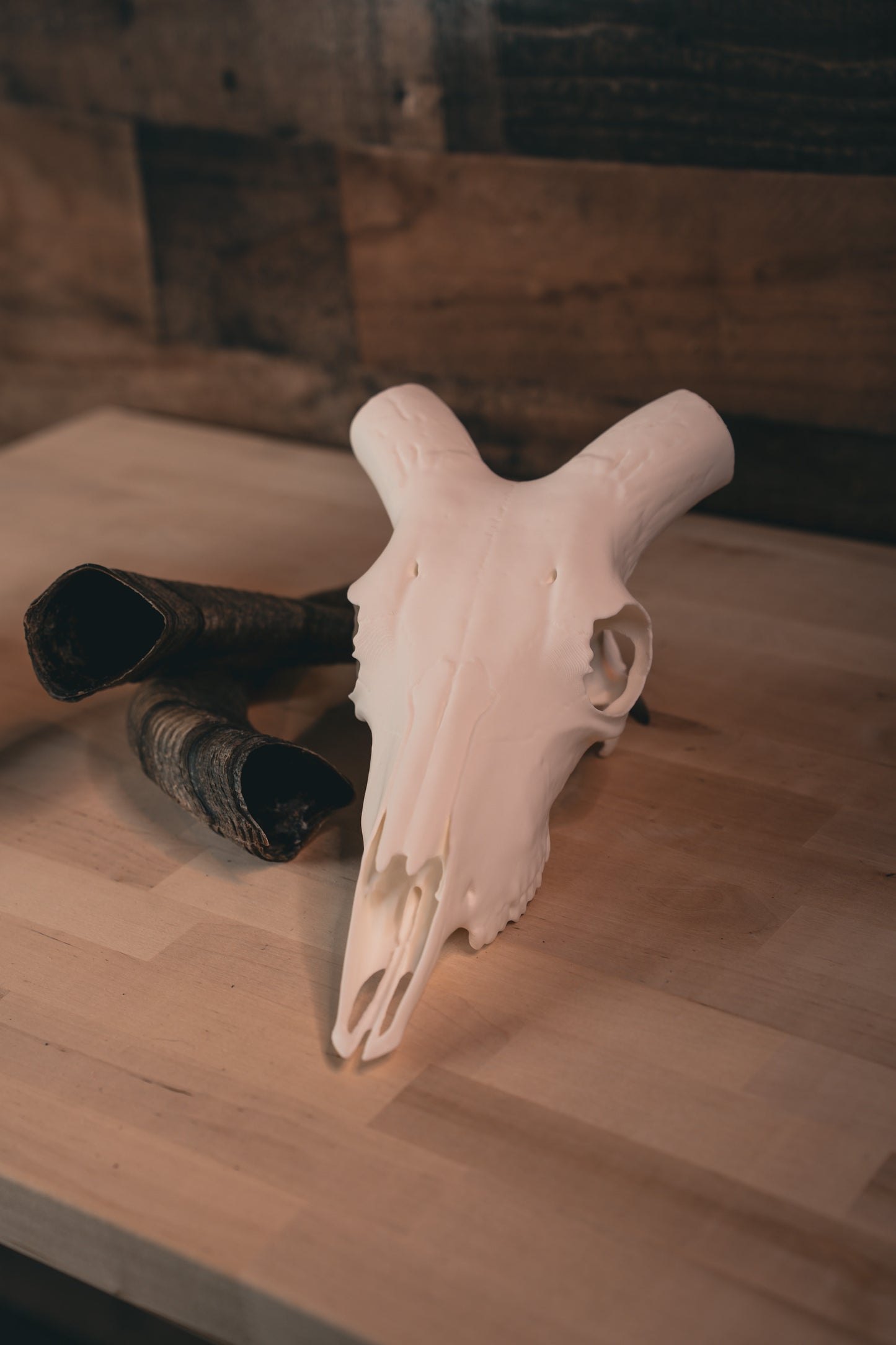 Aoudad Replica Skull (Barbary Sheep)