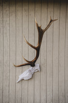Elk Half Skull Mount