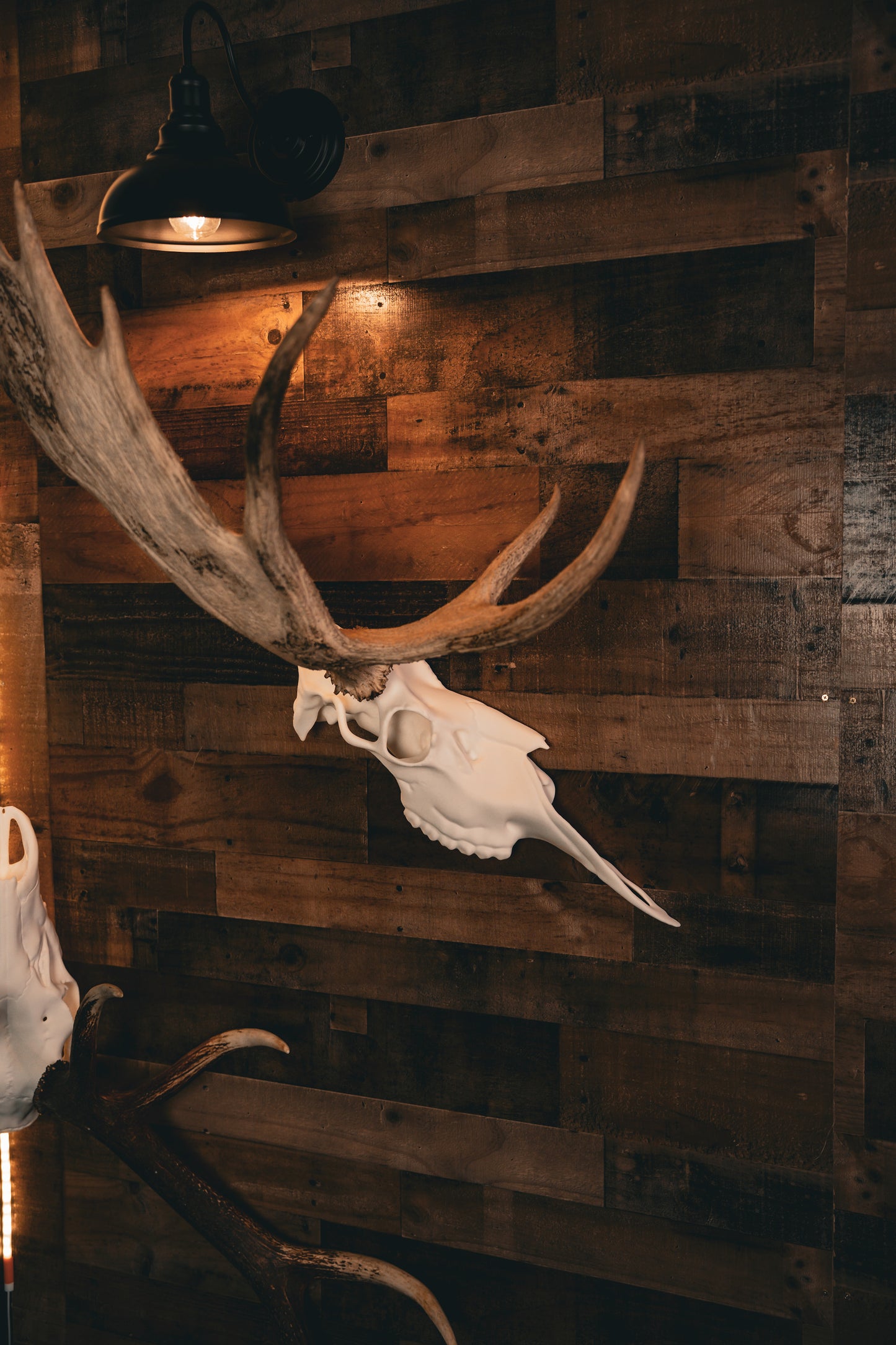 Moose Half Skull Mount