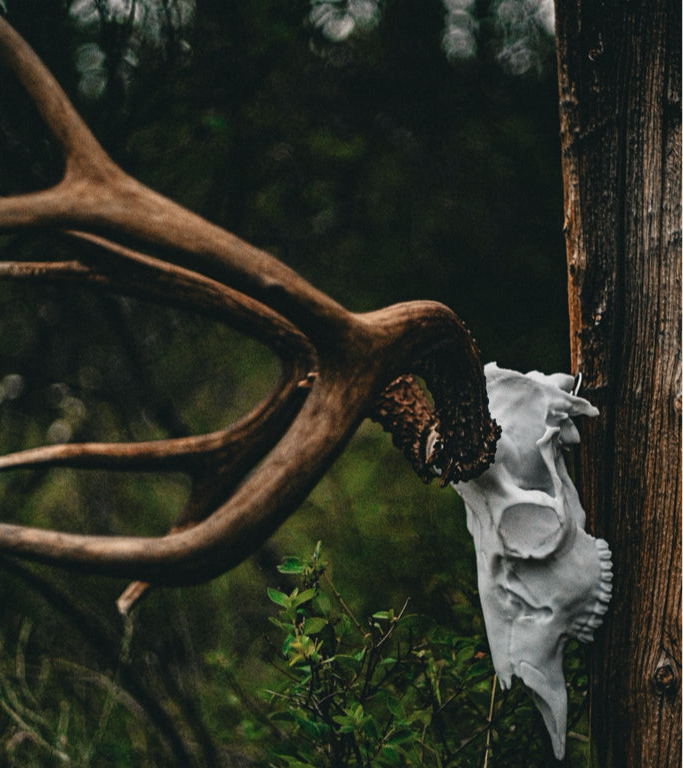 Mule Deer Snap Skull - Replica Mount