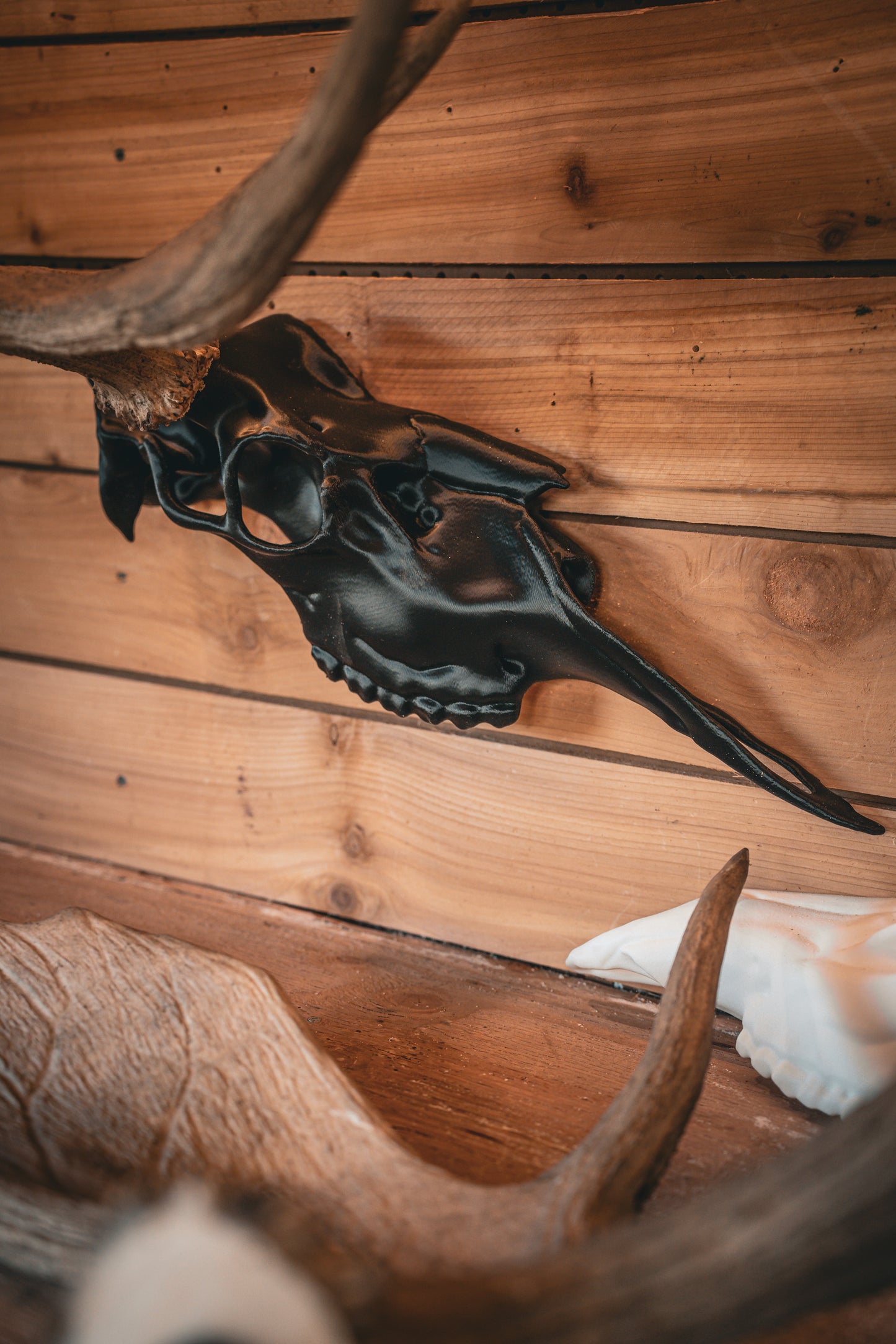 Moose Half Skull Mount