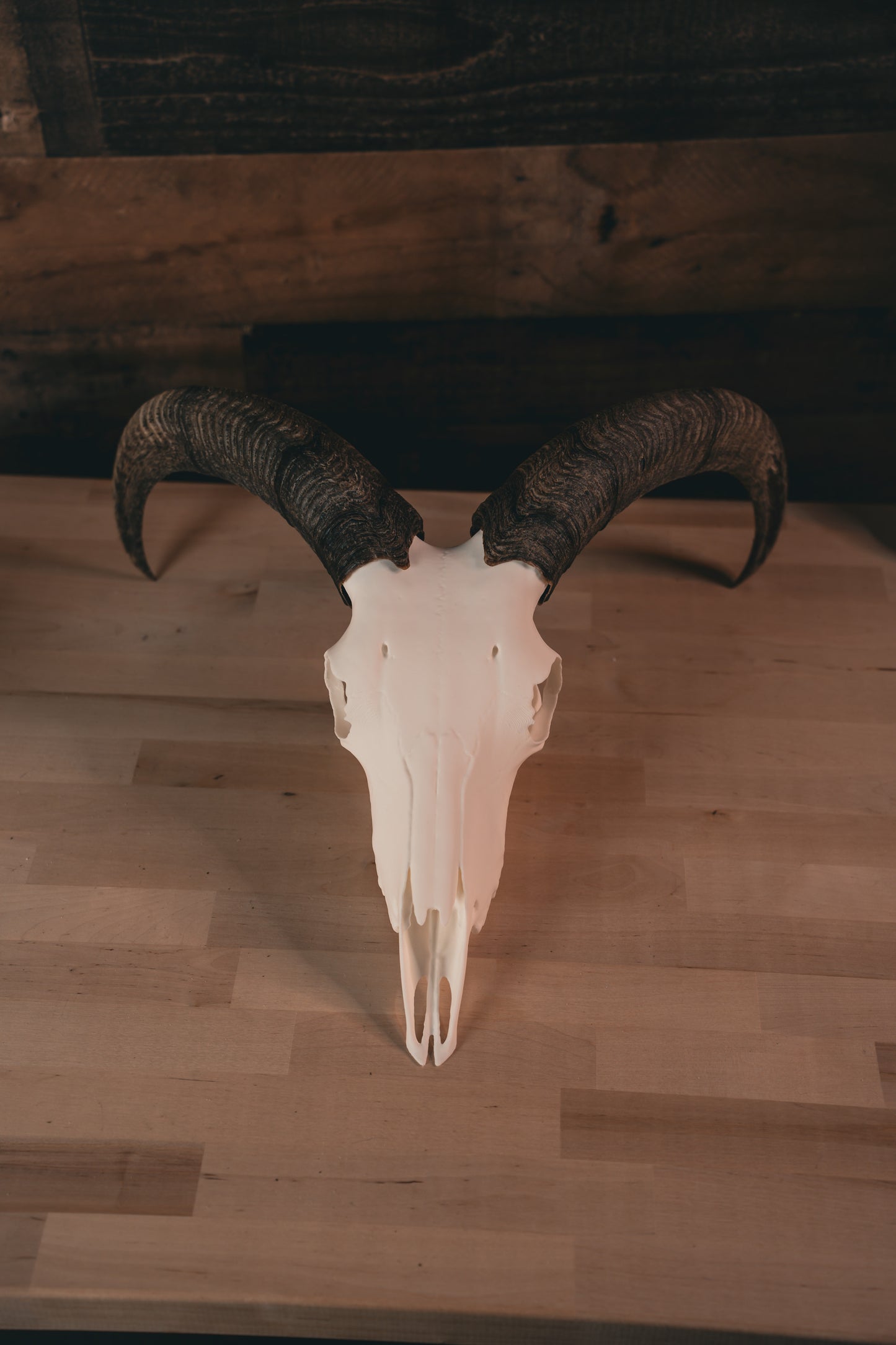 Aoudad Replica Skull (Barbary Sheep)