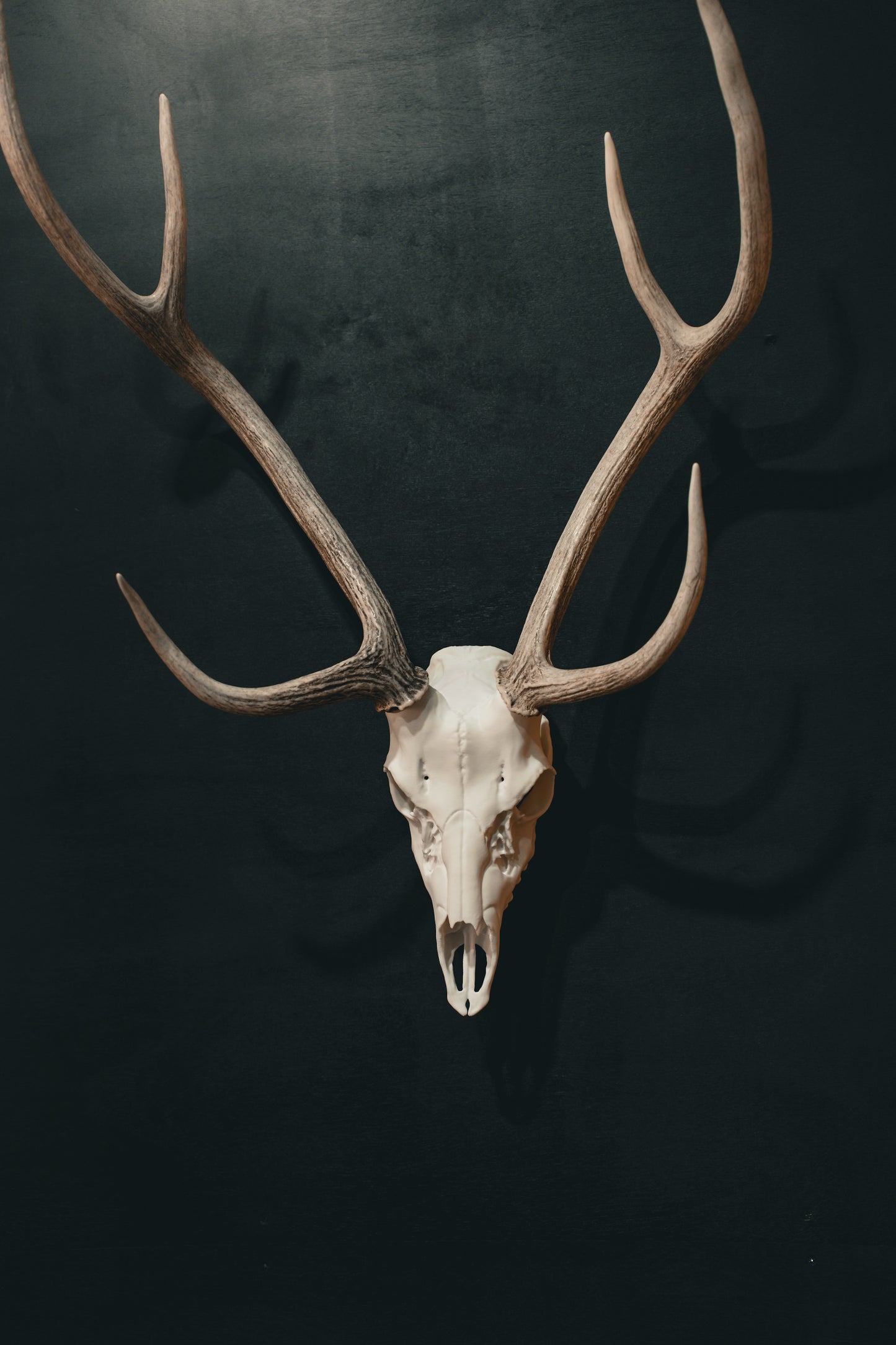 Axis Deer - Replica Mount