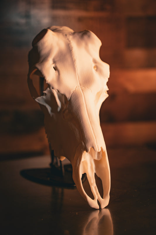 Caribou Replica Skull