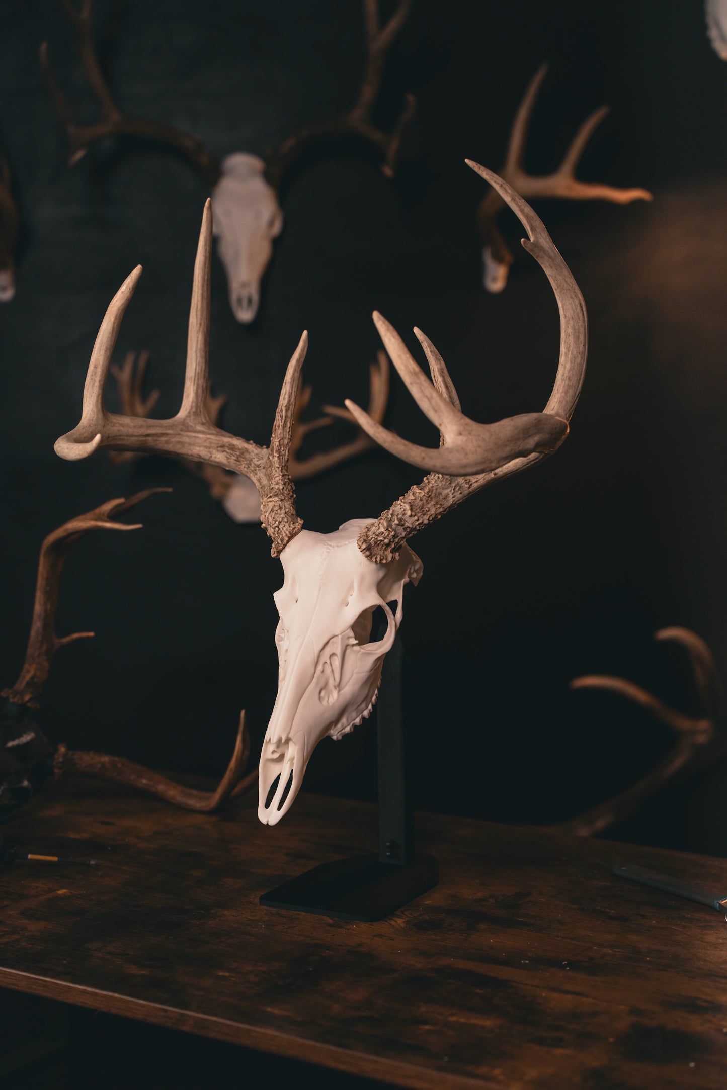 Whitetail Deer - Replica Mount