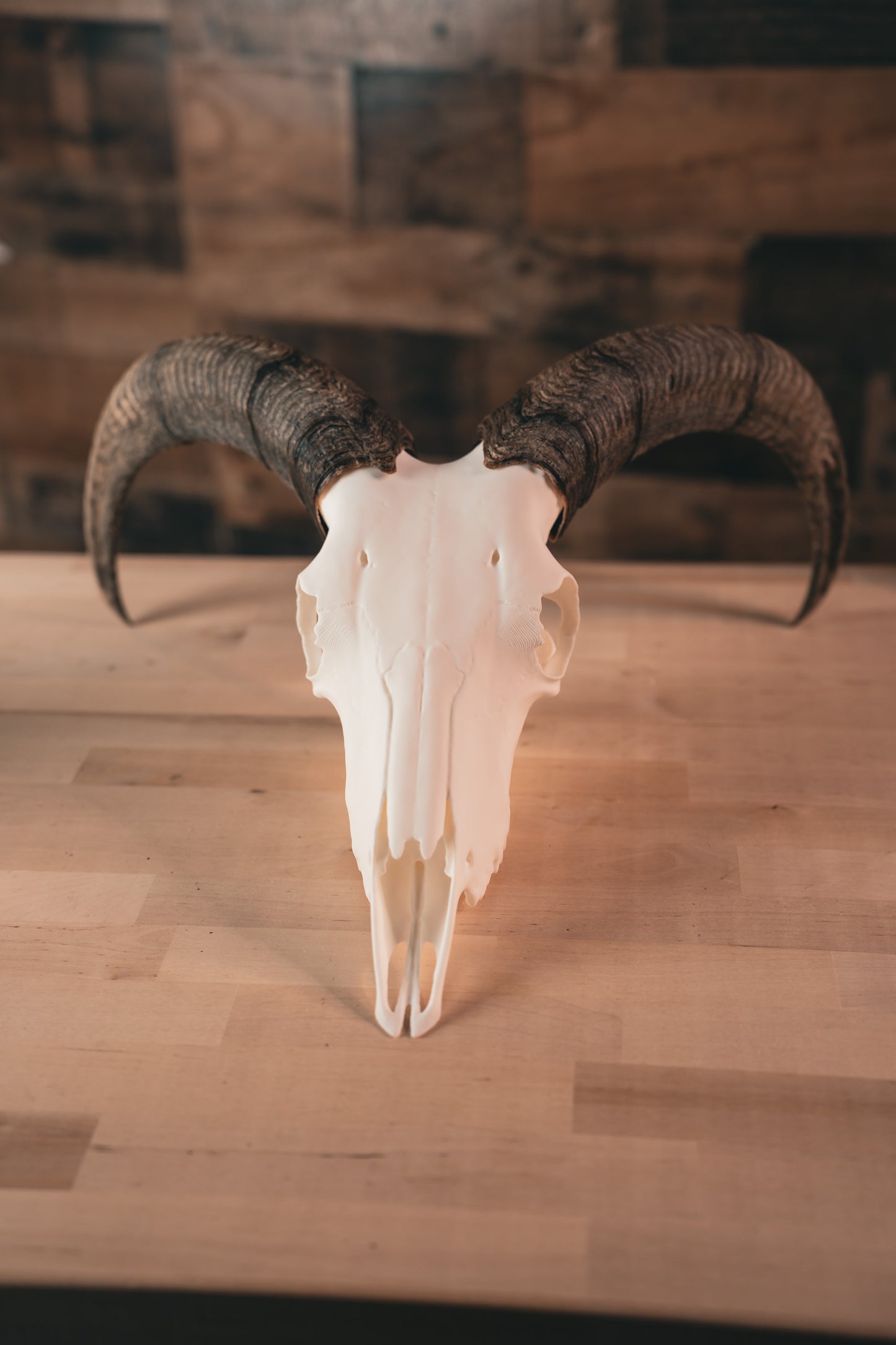 Aoudad Replica Skull (Barbary Sheep)