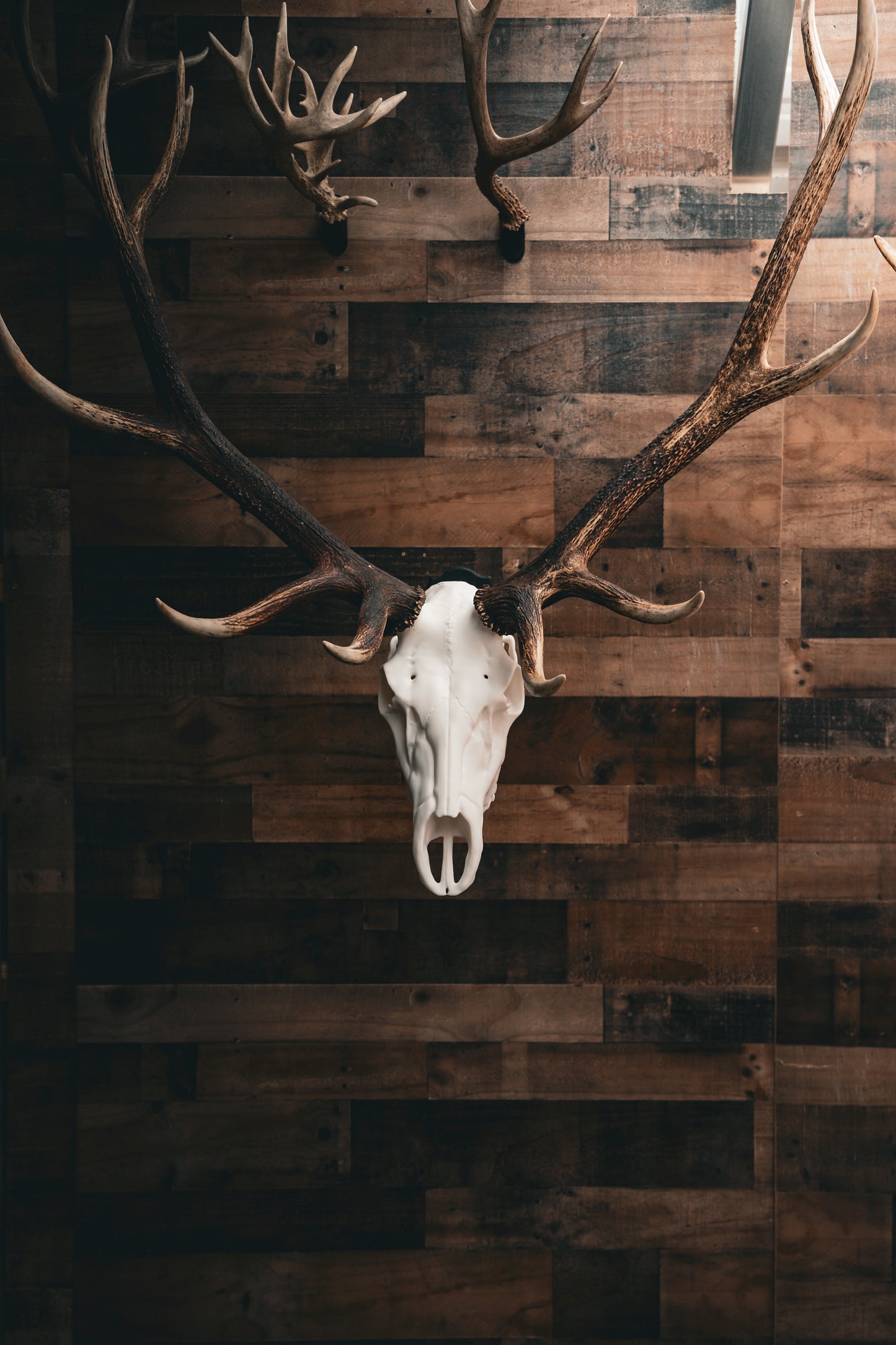 Elk Skull - Replica Mount