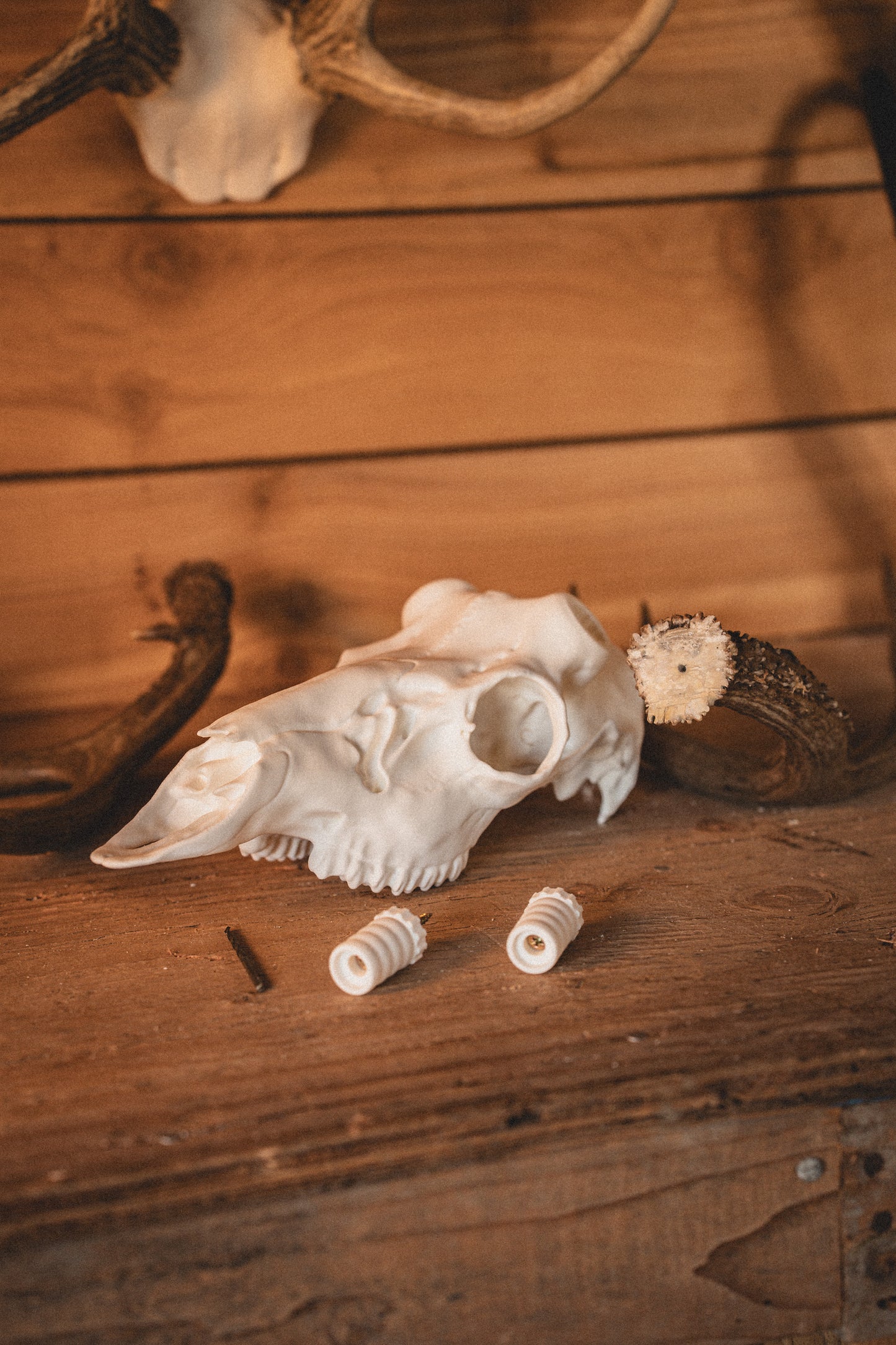 Mule Deer Snap Skull - Replica Mount