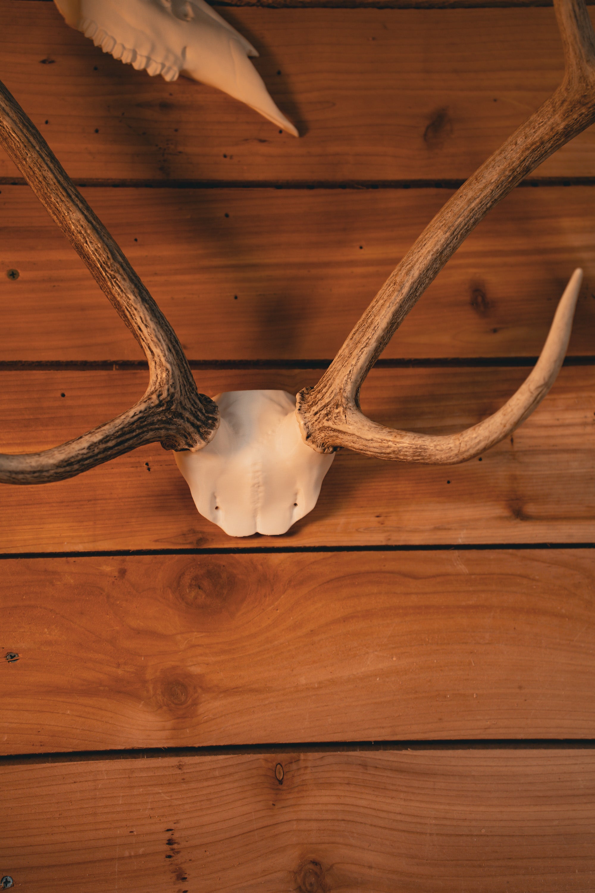 Axis Deer – Buck Bracket