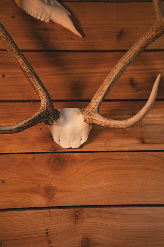 Axis Deer Skull Cap