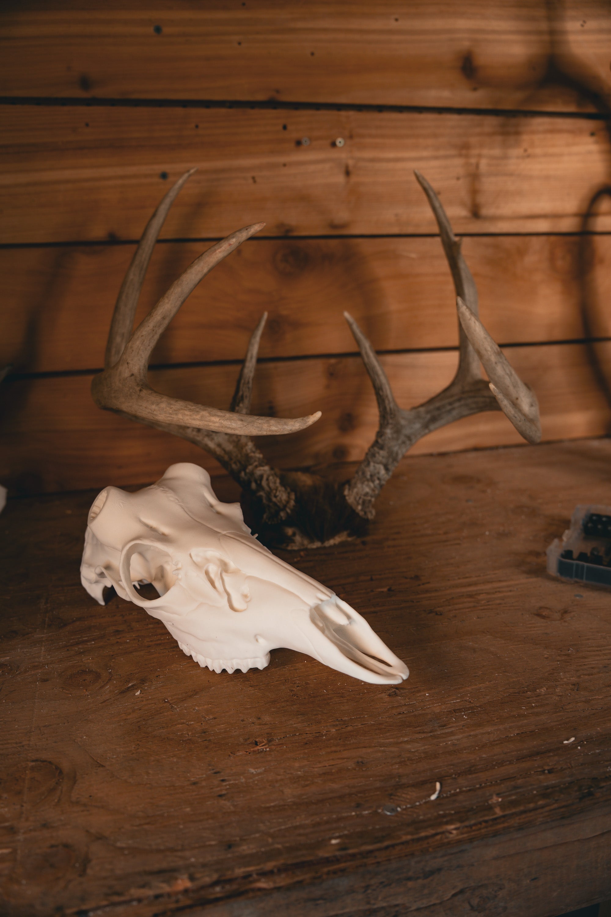 Whitetail Deer Snap Skull - Replica Mount – Buck Bracket