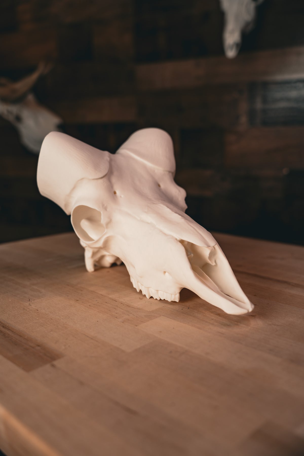 Bighorn Sheep Replica Skull