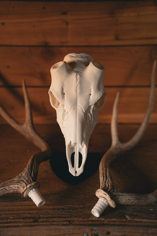 Axis Deer Snap Skull - Replica Mount