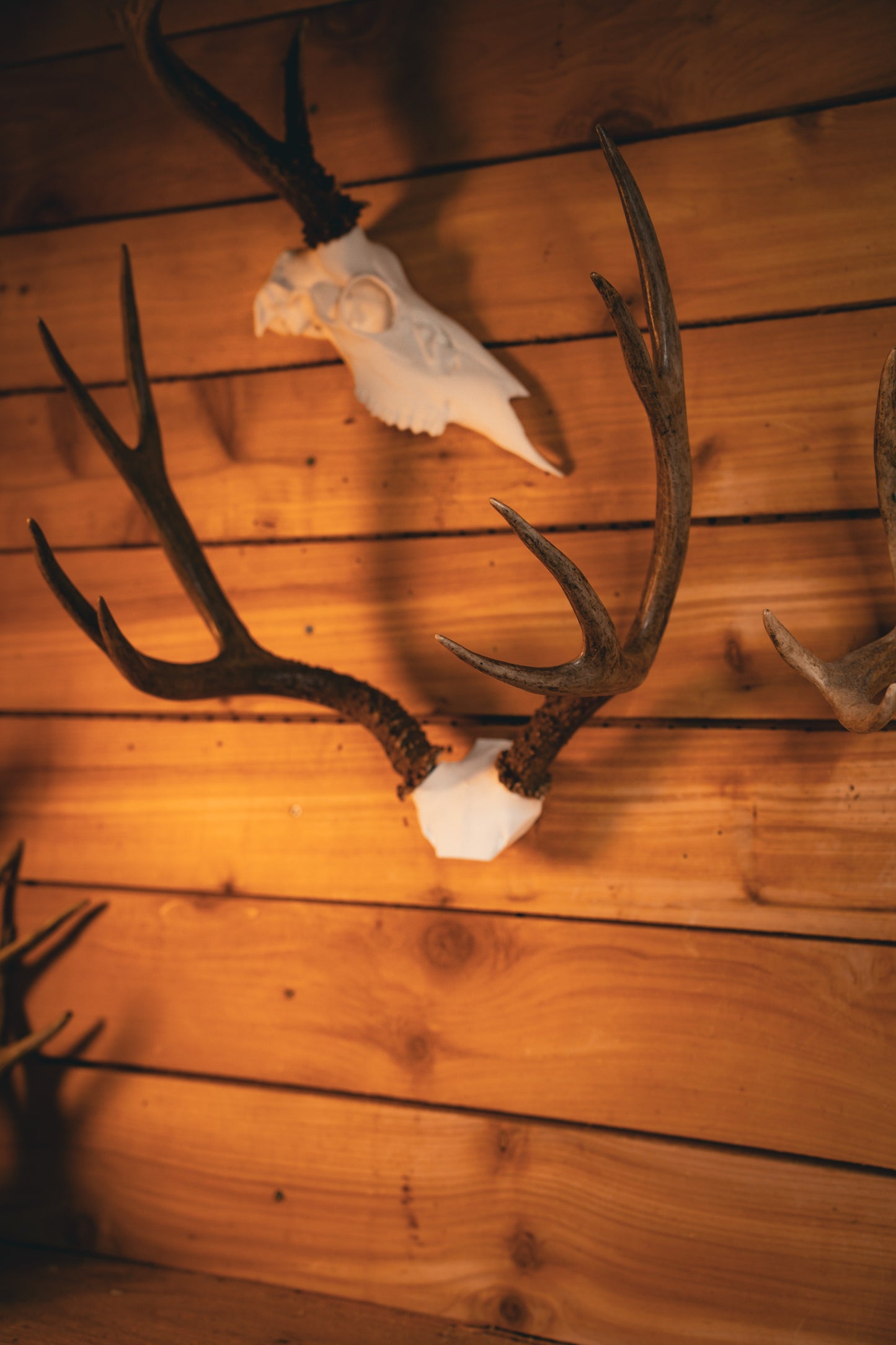Deer Skull Cap - Replica Mount