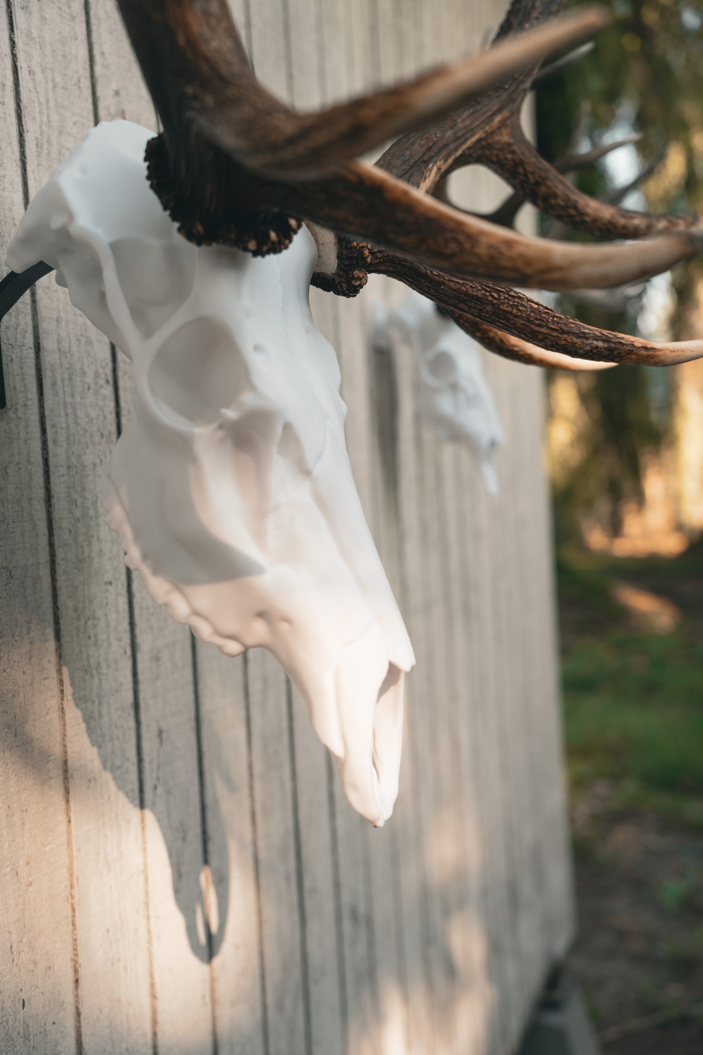 Elk Snap Skull - Replica Mount
