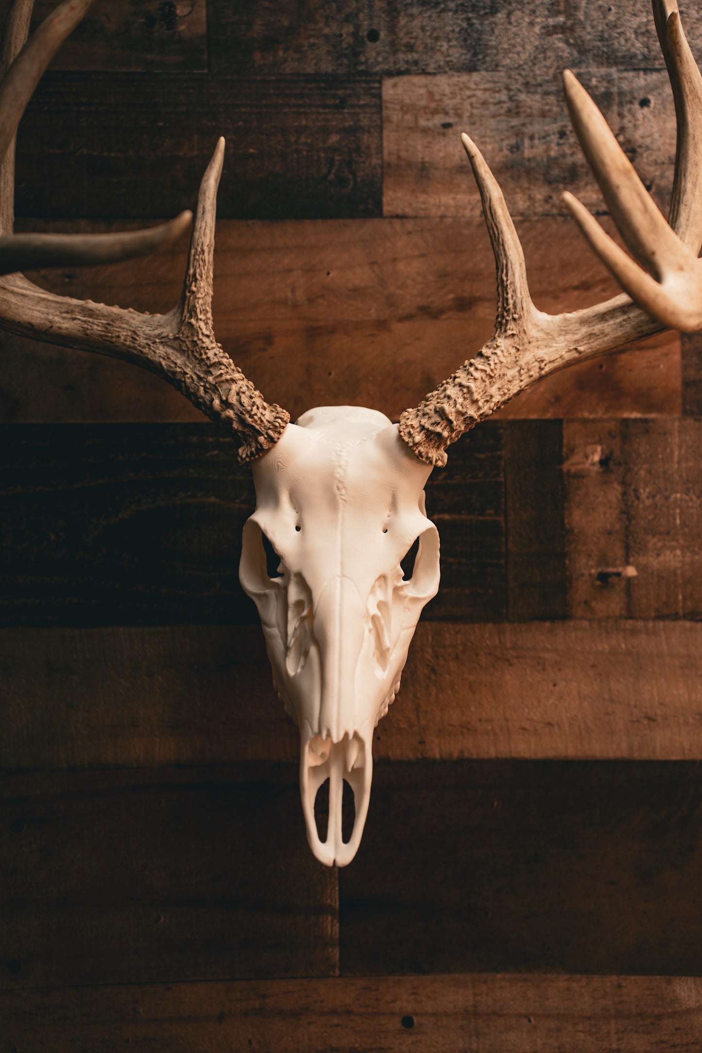 Whitetail Deer - Replica Mount