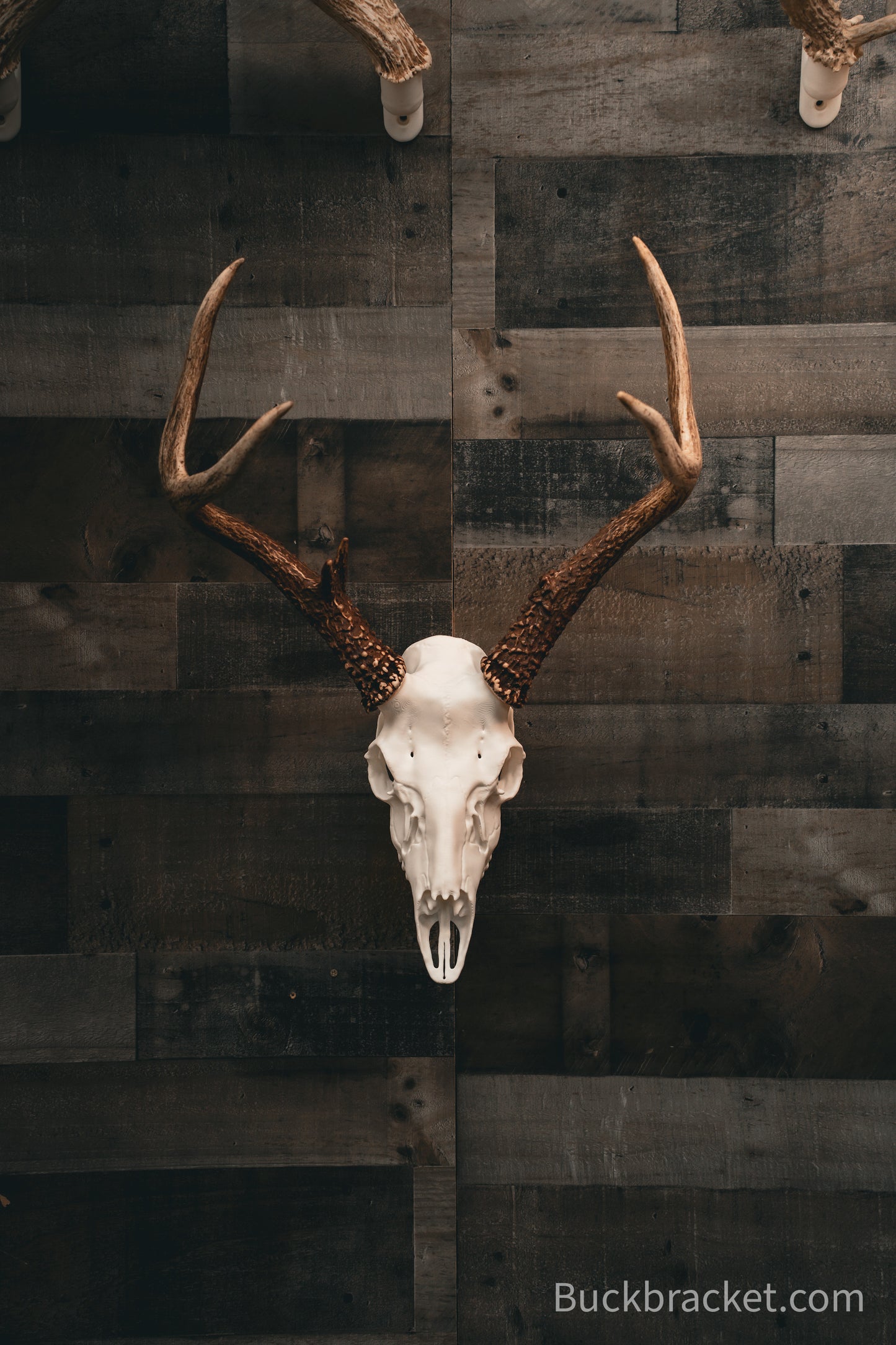 Blacktail Deer - Replica Mount