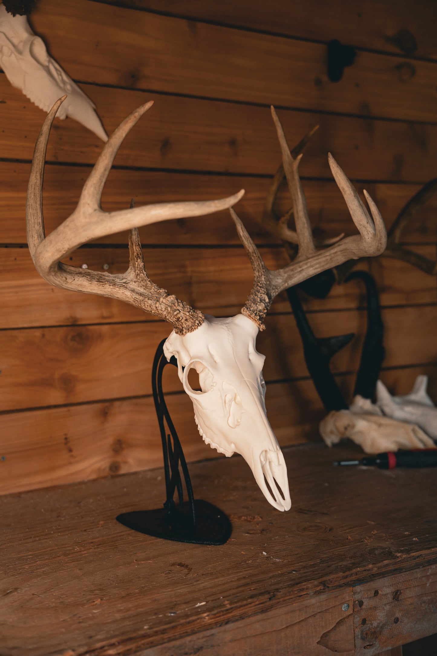 Whitetail Deer Snap Skull - Replica Mount