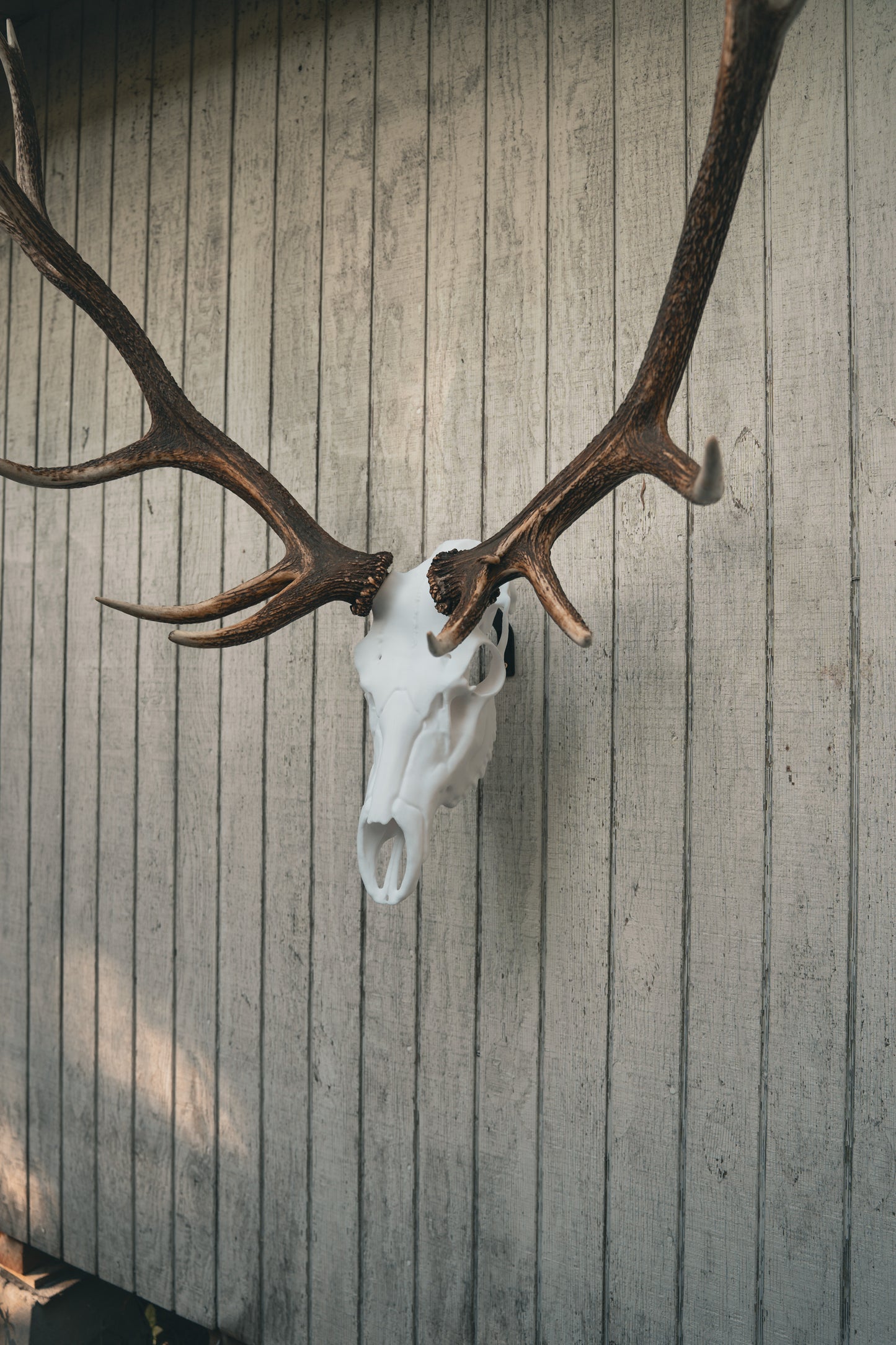 Elk Snap Skull - Replica Mount