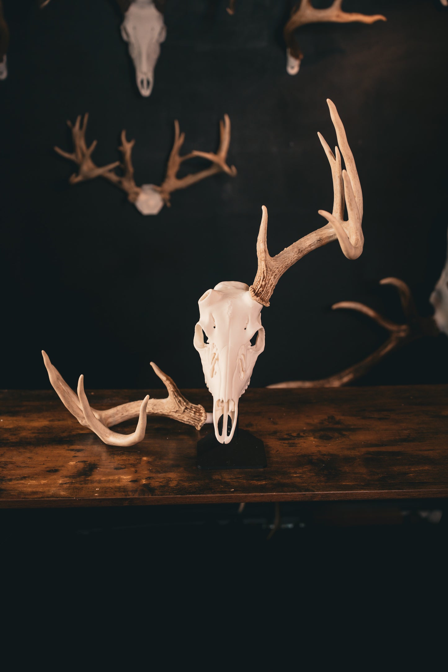 Whitetail Deer - Replica Mount