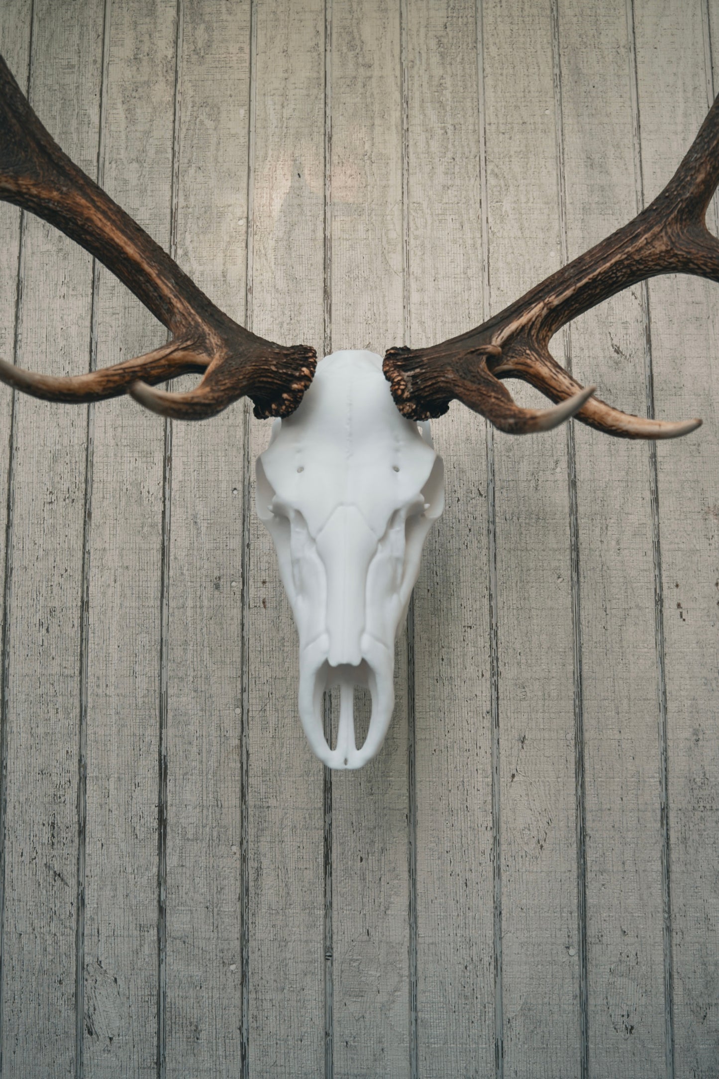 Elk Snap Skull - Replica Mount