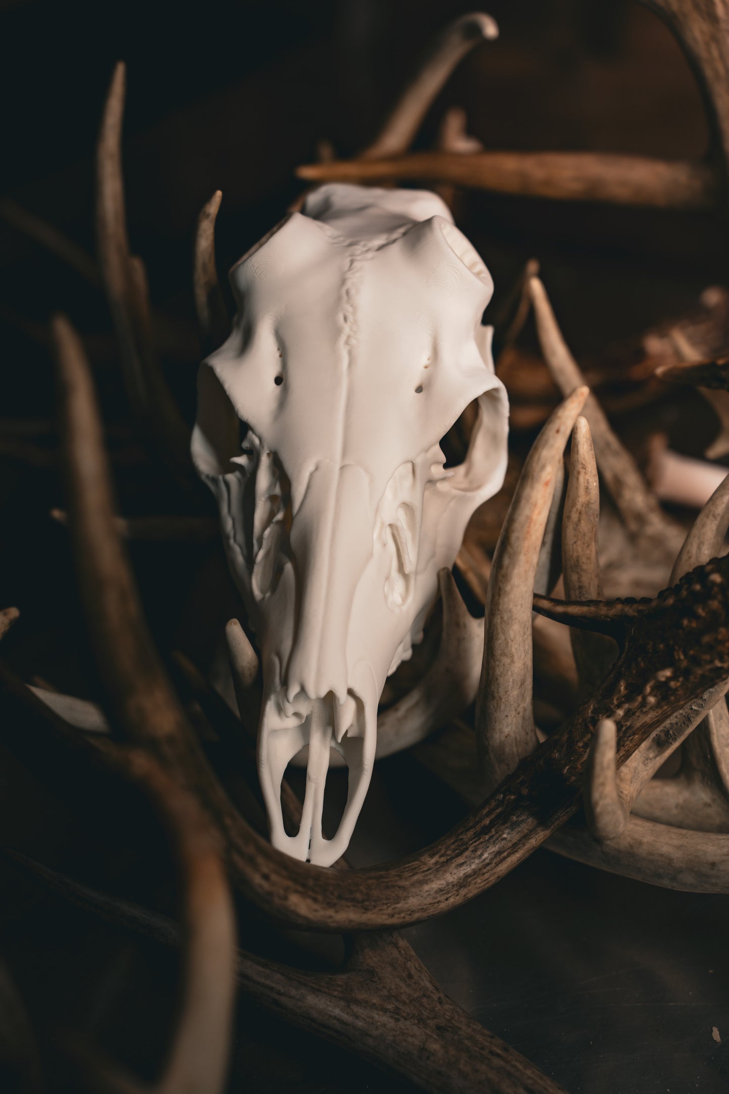 Coues Deer - Replica Mount