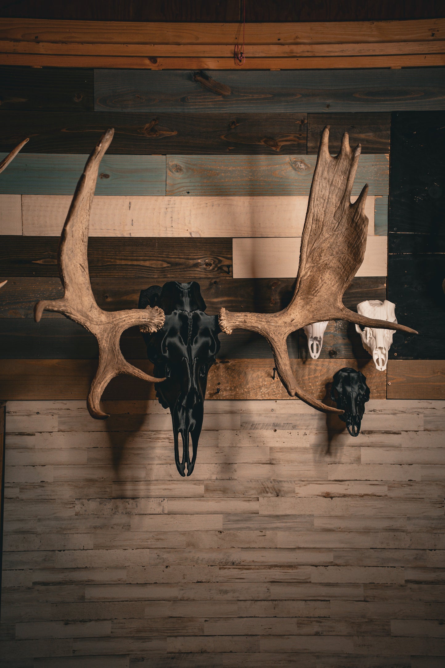 Moose Snap Skull - Replica Mount
