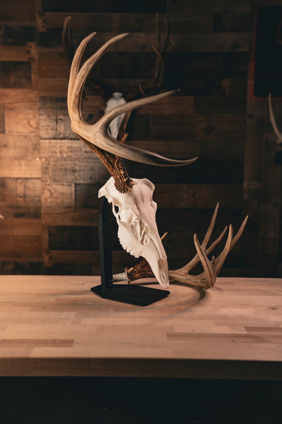 Whitetail Deer - Replica Mount