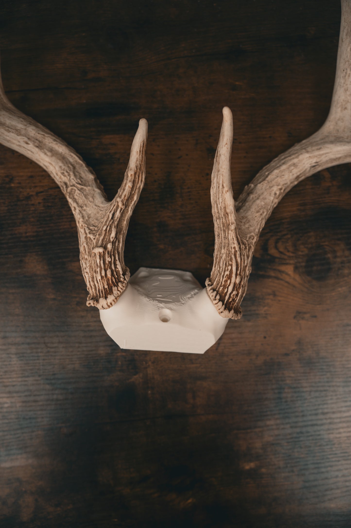 Deer Skull Cap - Shoulder Mount