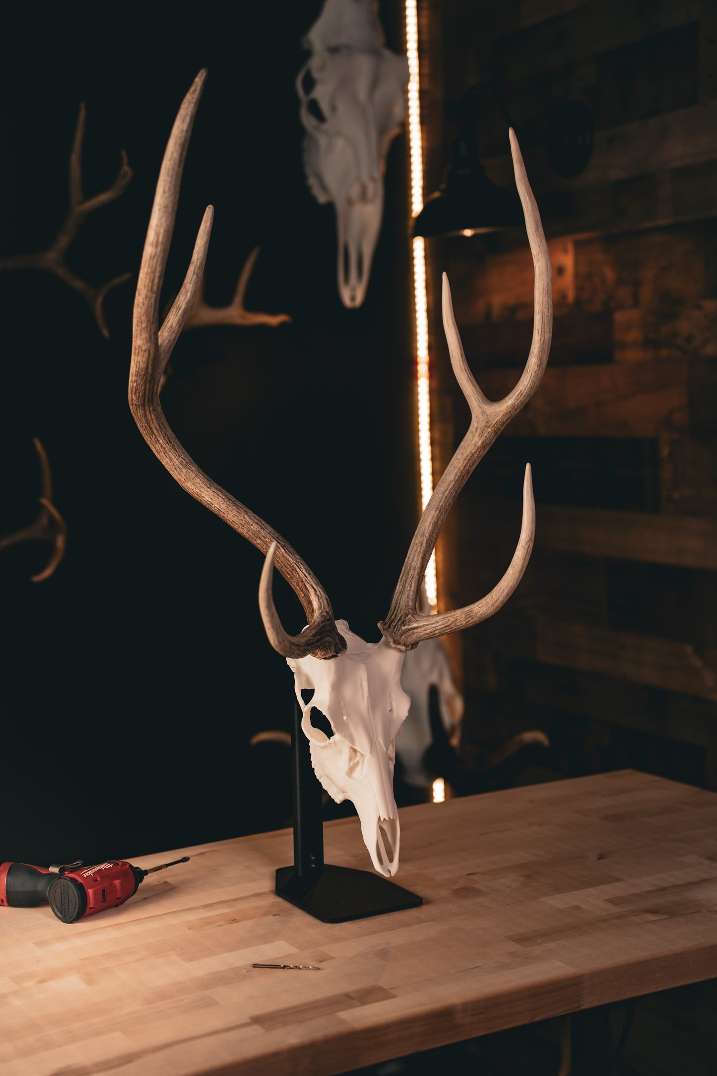 Axis Deer - Replica Mount