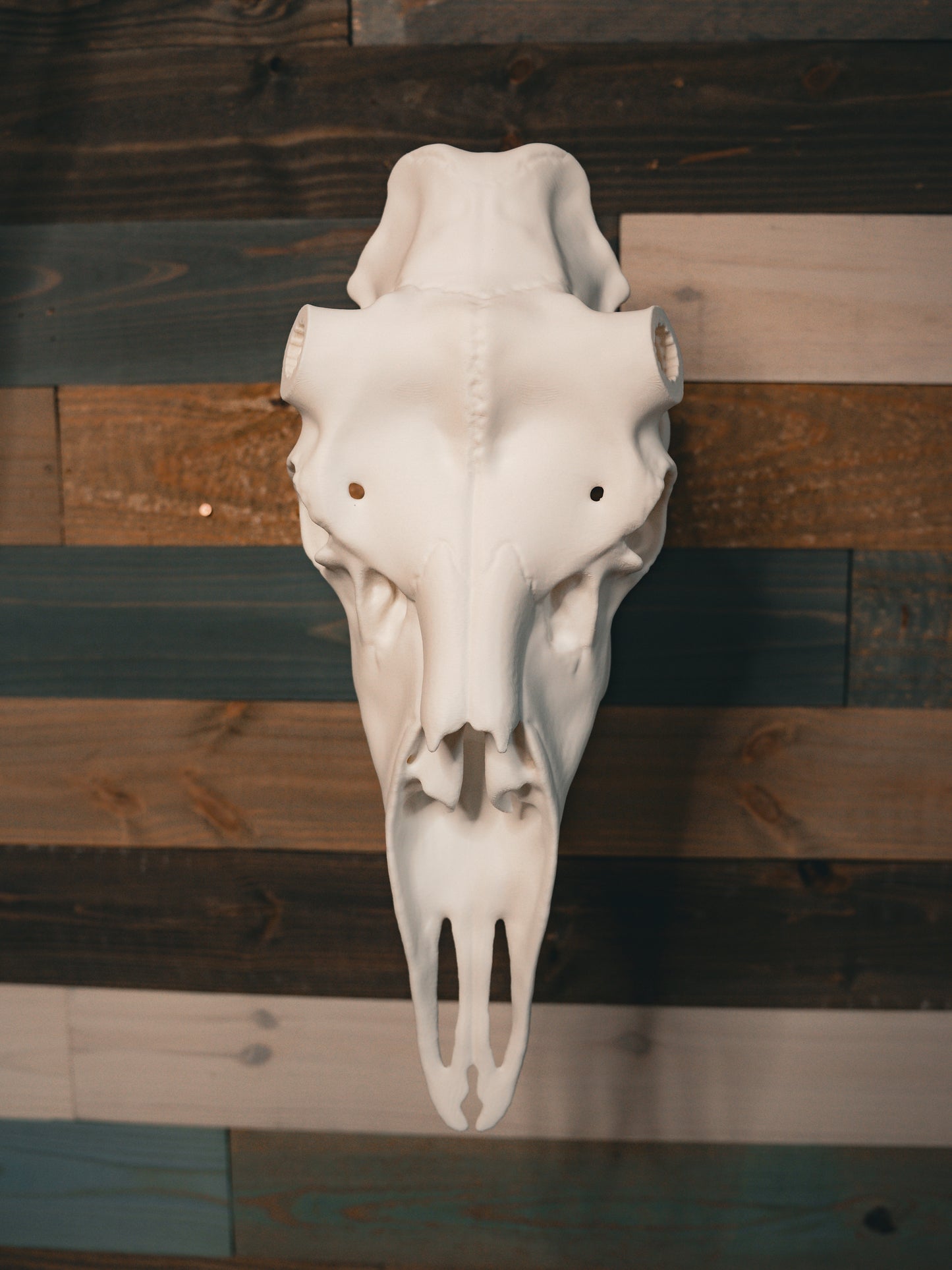 Moose Snap Skull - Replica Mount
