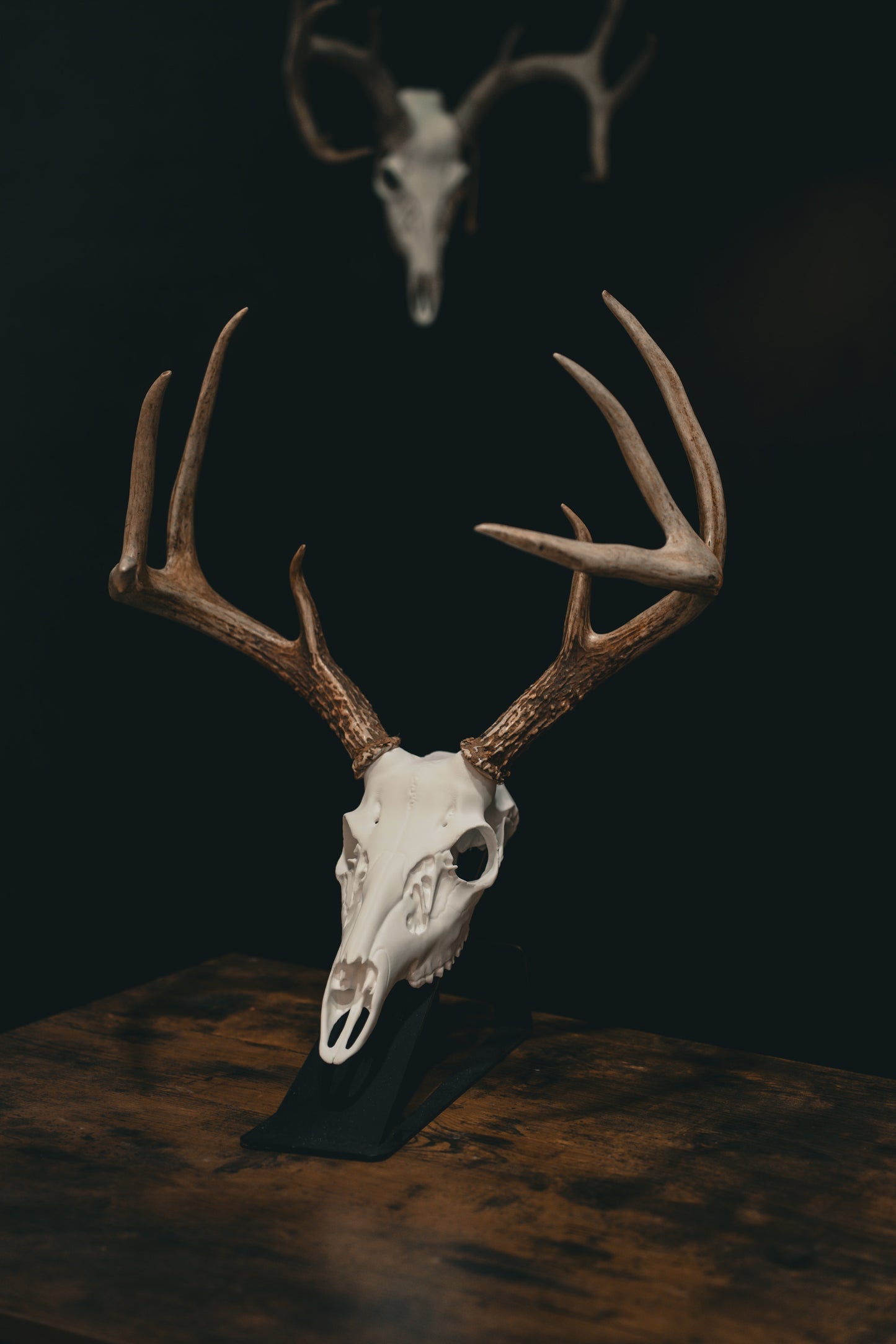 Whitetail Deer - Replica Mount