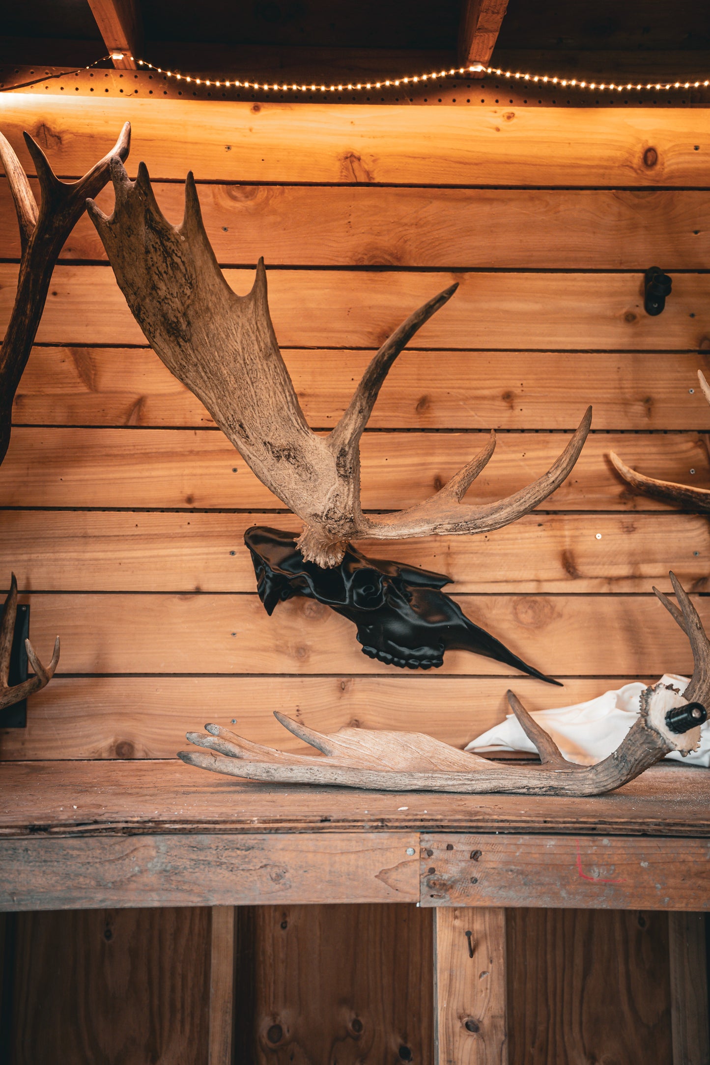 Moose Half Skull Mount