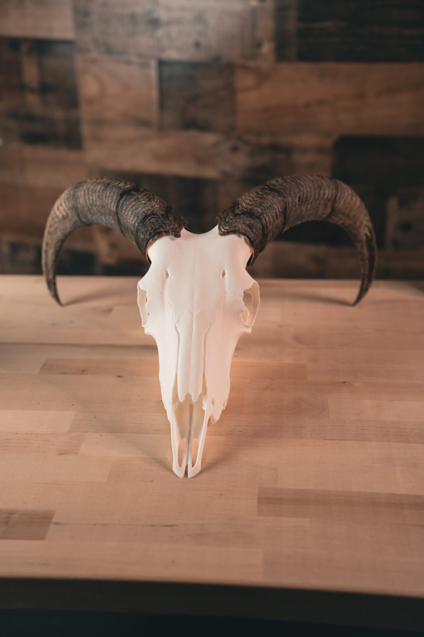 Aoudad Replica Skull (Barbary Sheep)