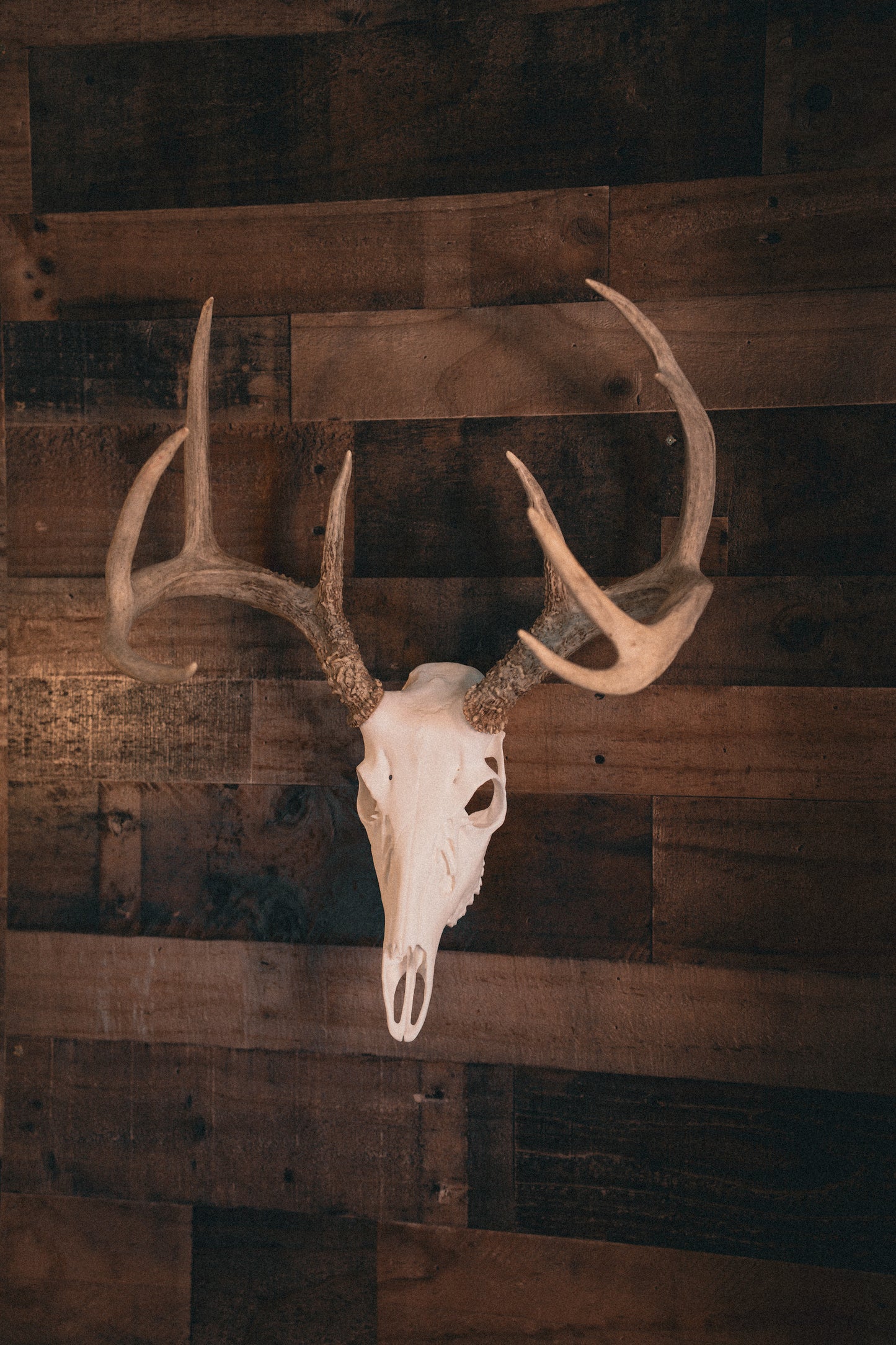 Whitetail Deer - Replica Mount