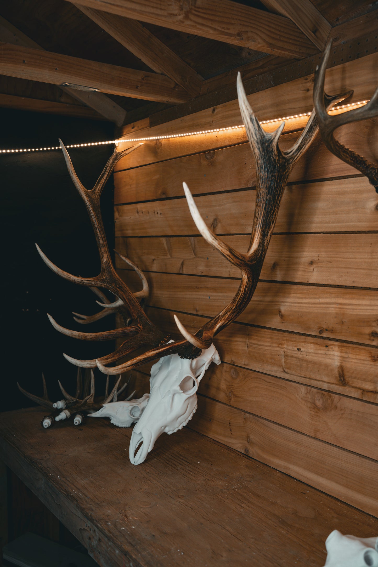 Elk Snap Skull - Replica Mount
