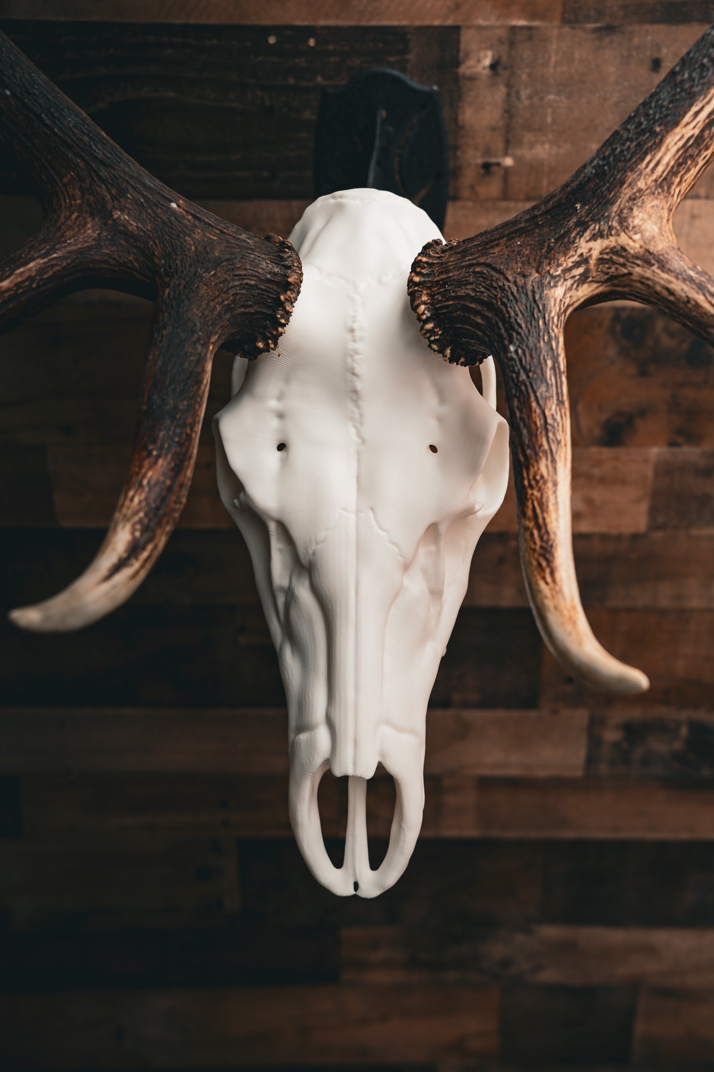 Elk Skull - Replica Mount