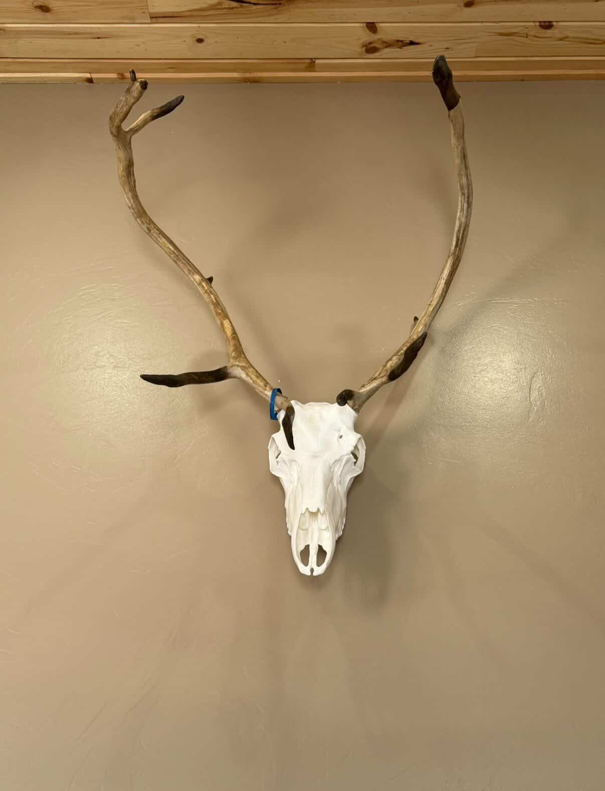 Caribou Replica Skull