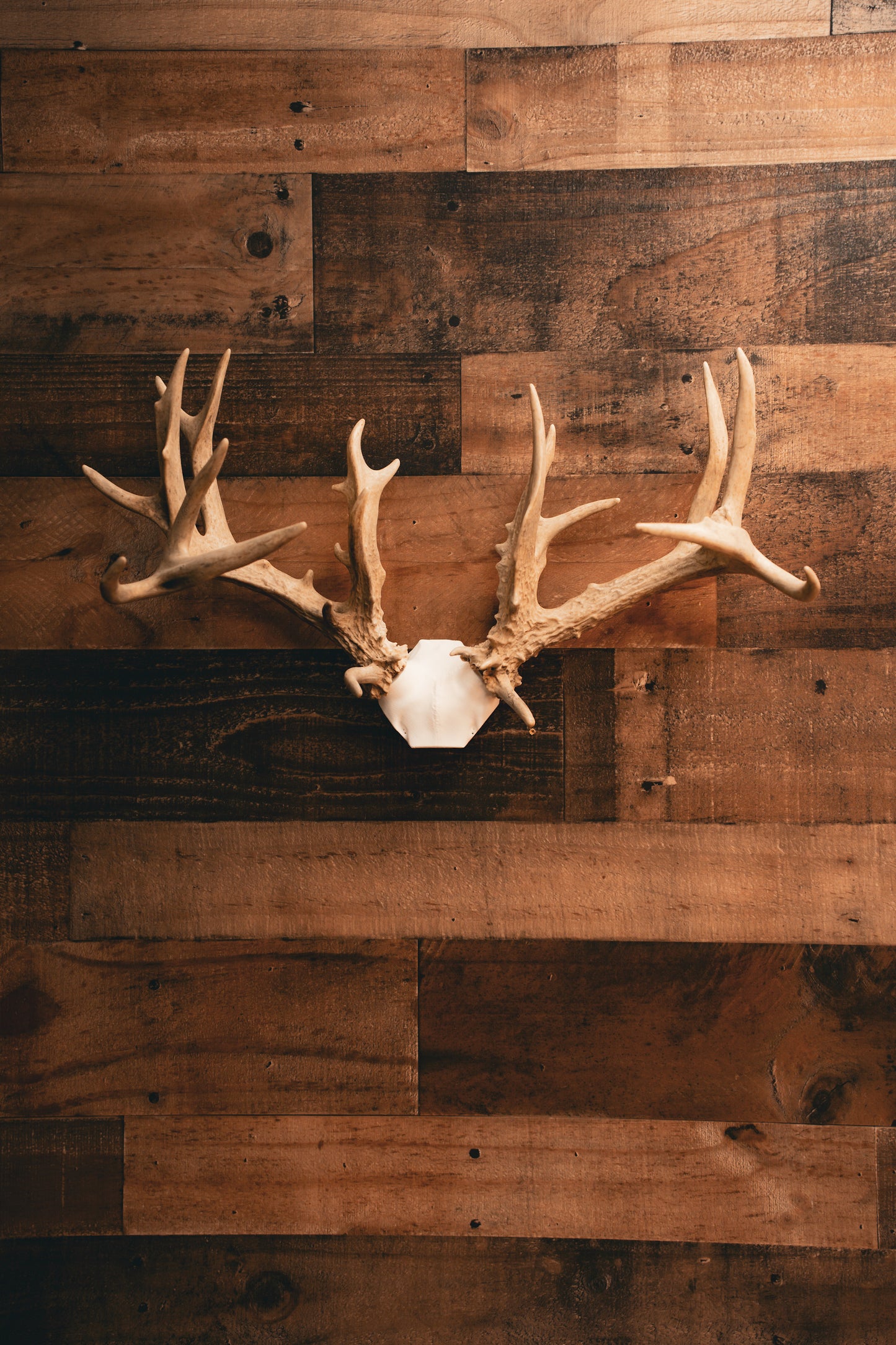 Deer Skull Cap - Replica Mount