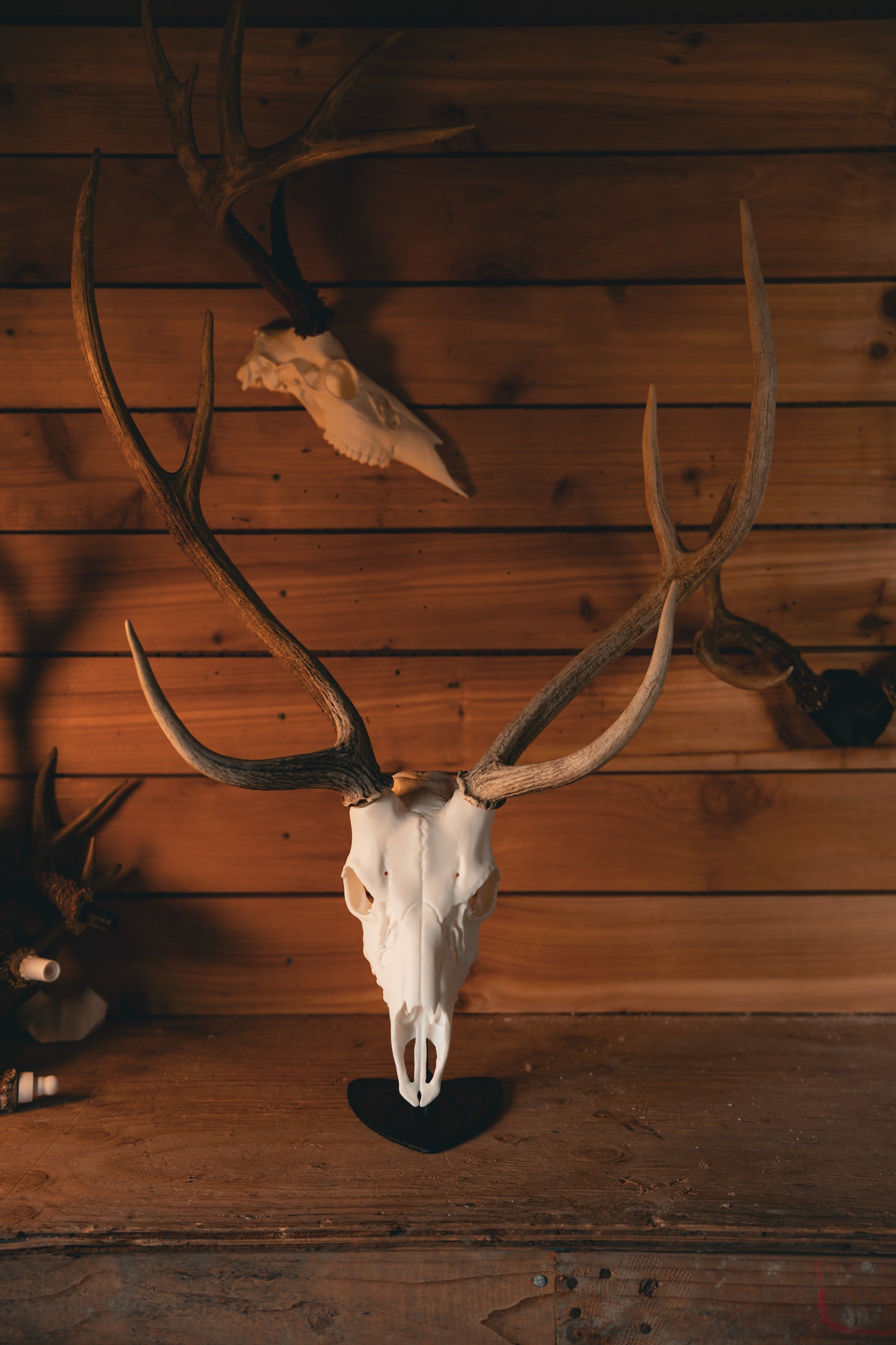 Axis Deer - Replica Mount