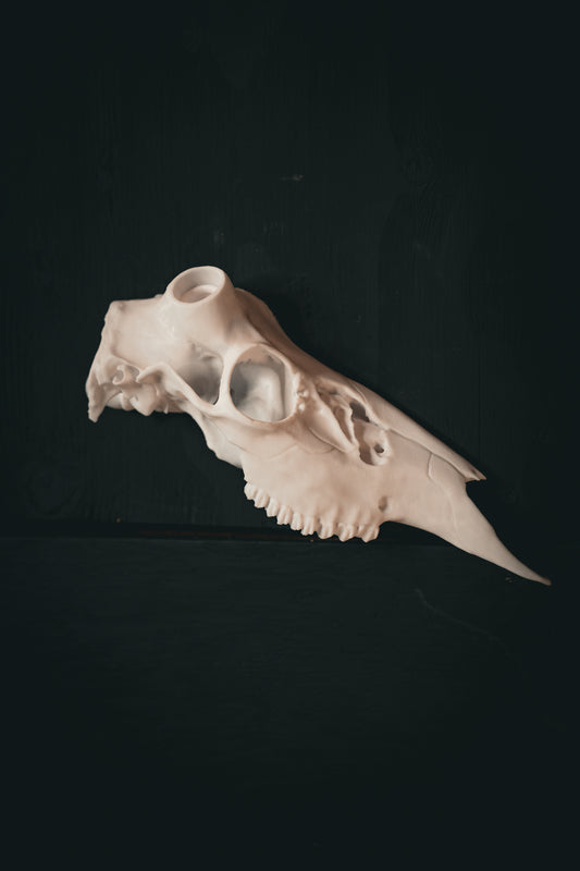 Snap Skull - Right Half