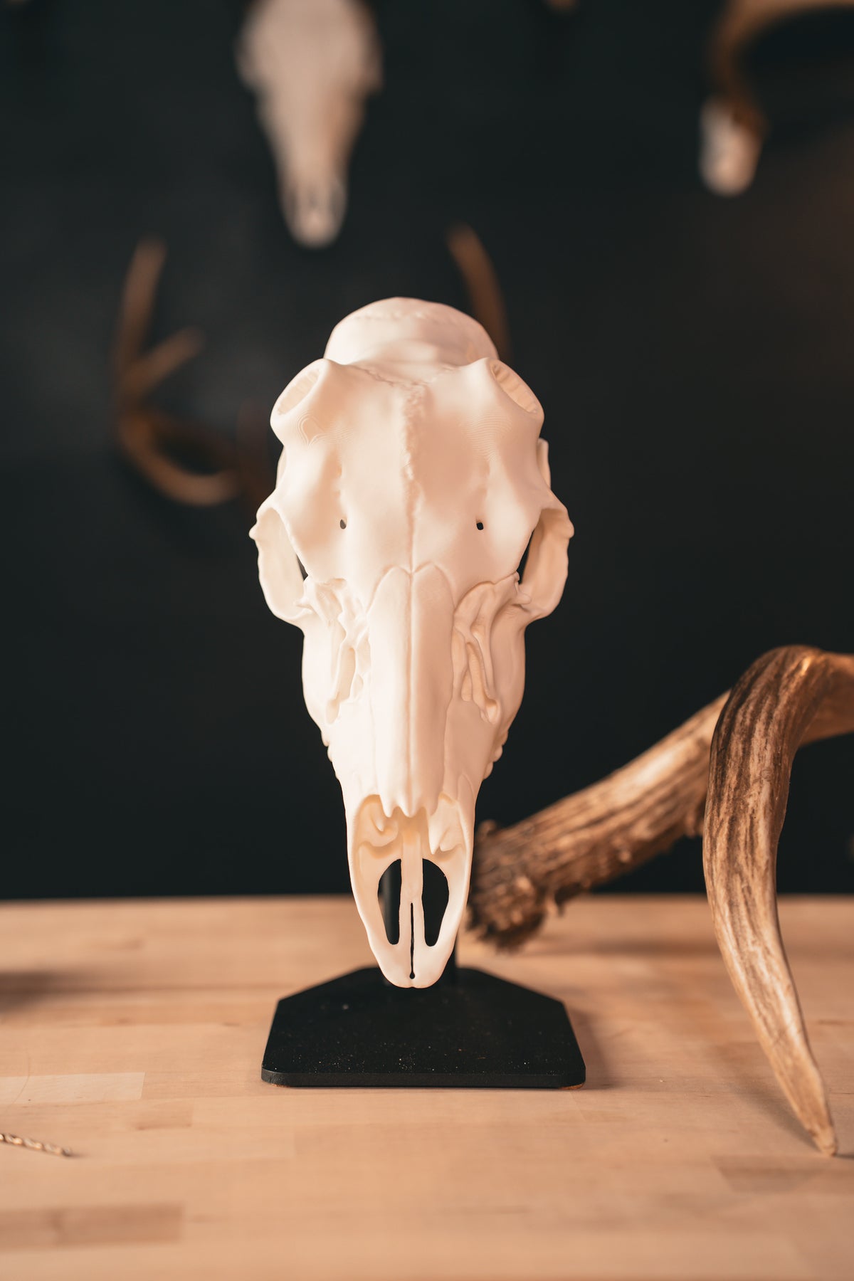 Mule Deer - Replica Mount
