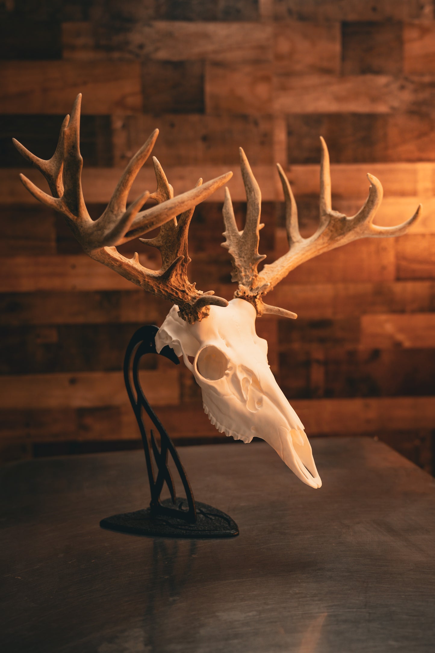 Whitetail Deer Snap Skull - Replica Mount