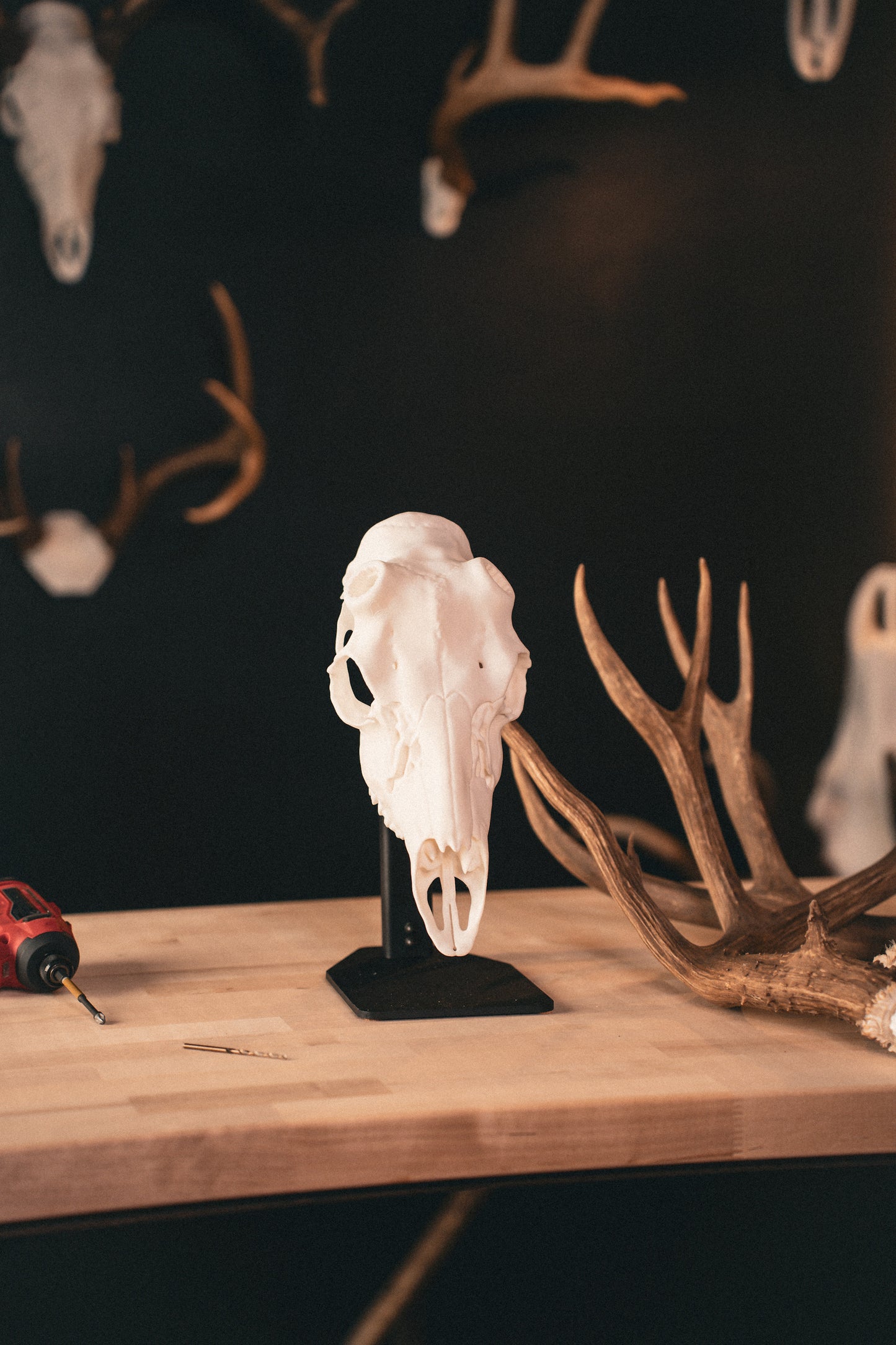 Mule Deer - Replica Mount