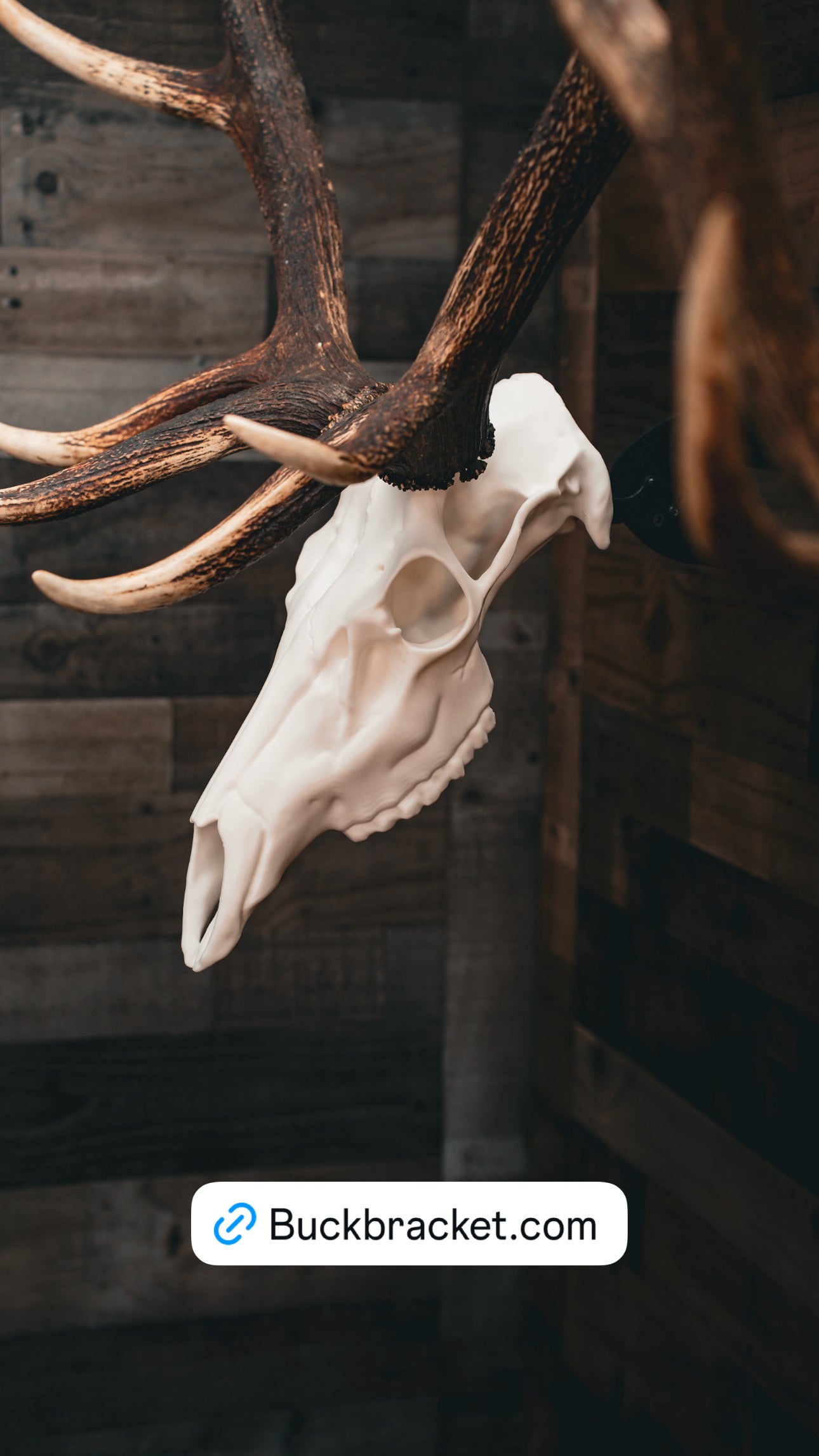 Elk Skull - Replica Mount