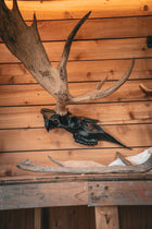 Moose Half Skull Mount