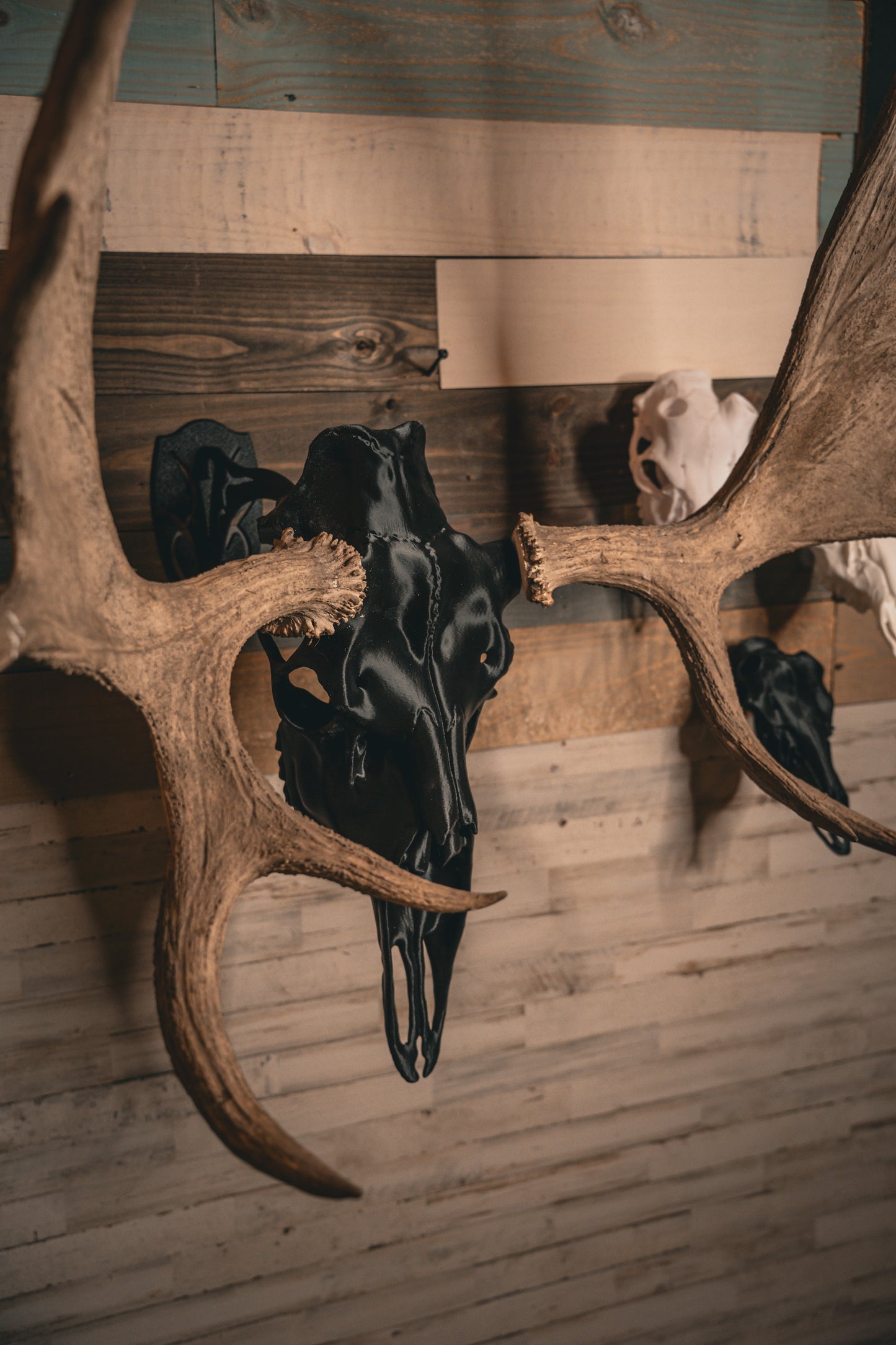 Moose Snap Skull - Replica Mount