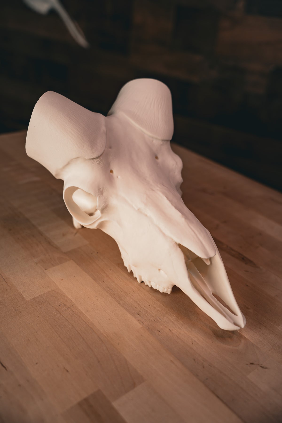 Bighorn Sheep Replica Skull