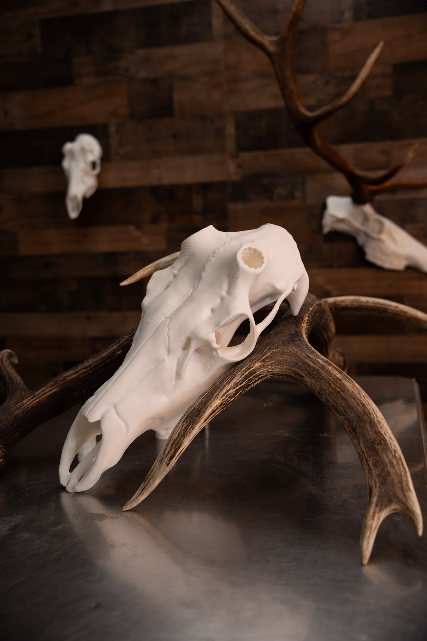 Elk Skull - Replica Mount